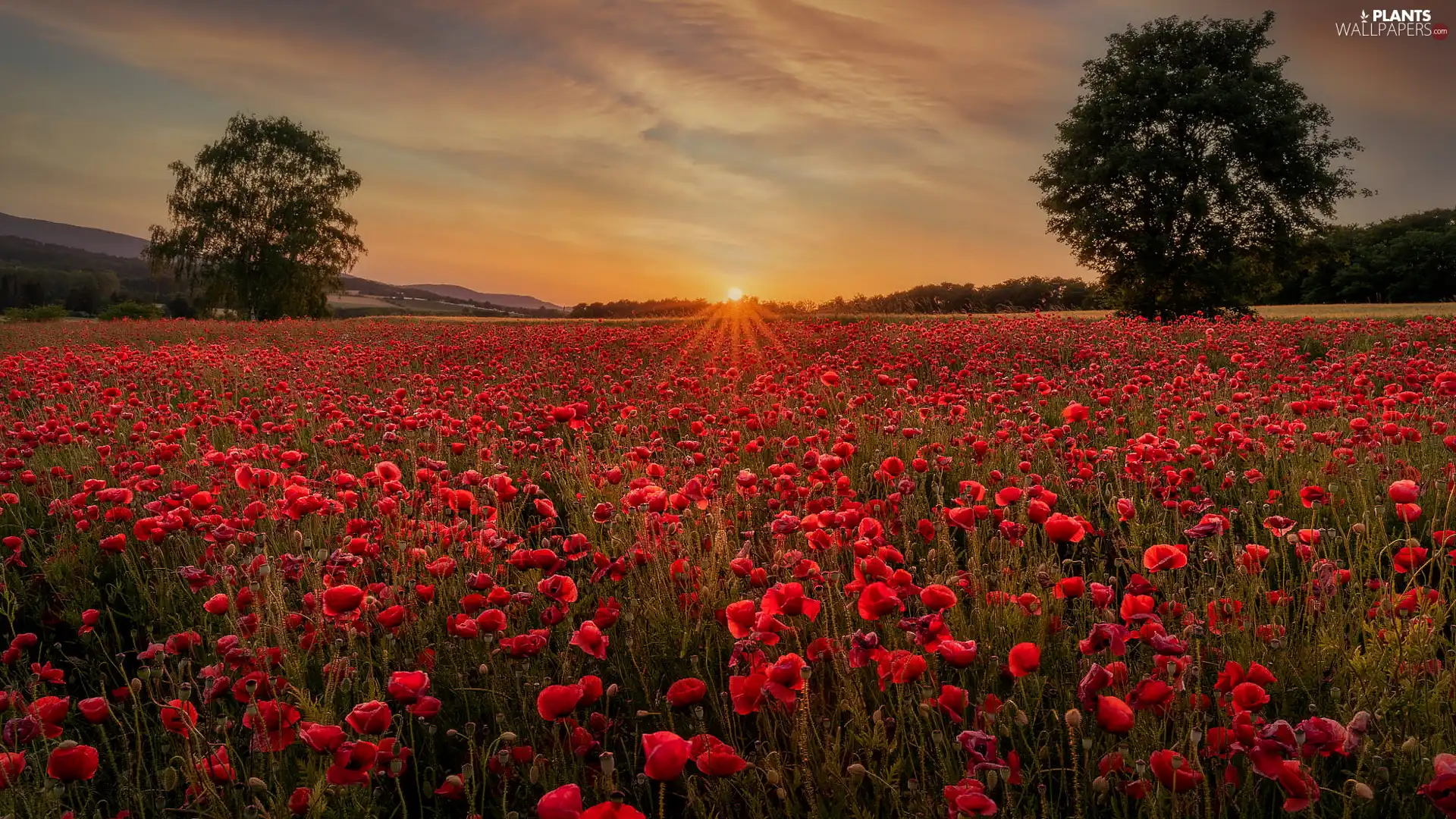 trees, papavers, Great Sunsets, Meadow, Field, viewes, rays