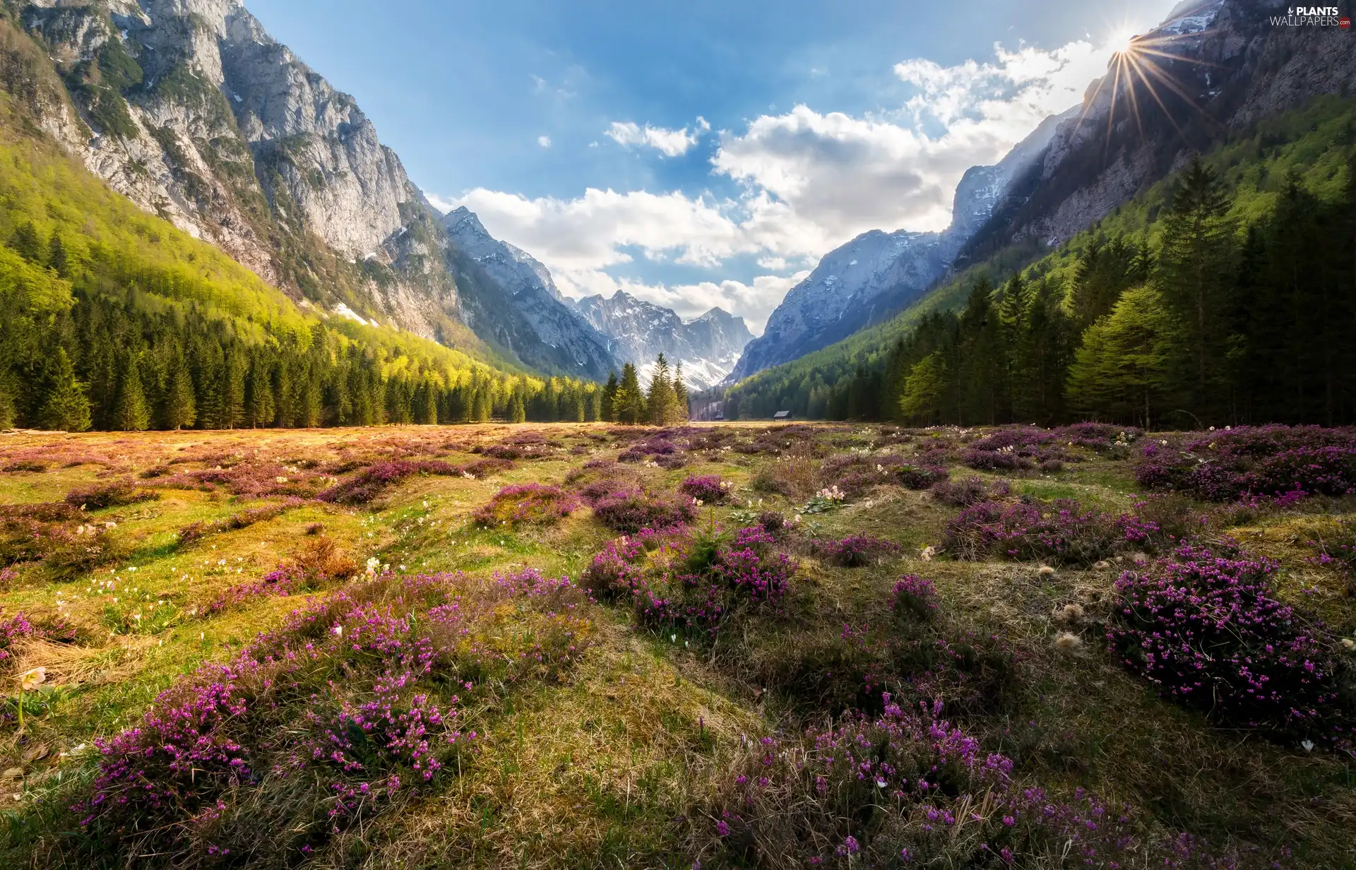 Krma Valley, Slovenia, Julian Alps Mountains, trees, rays of the Sun, heath, Flowers, heathers, viewes