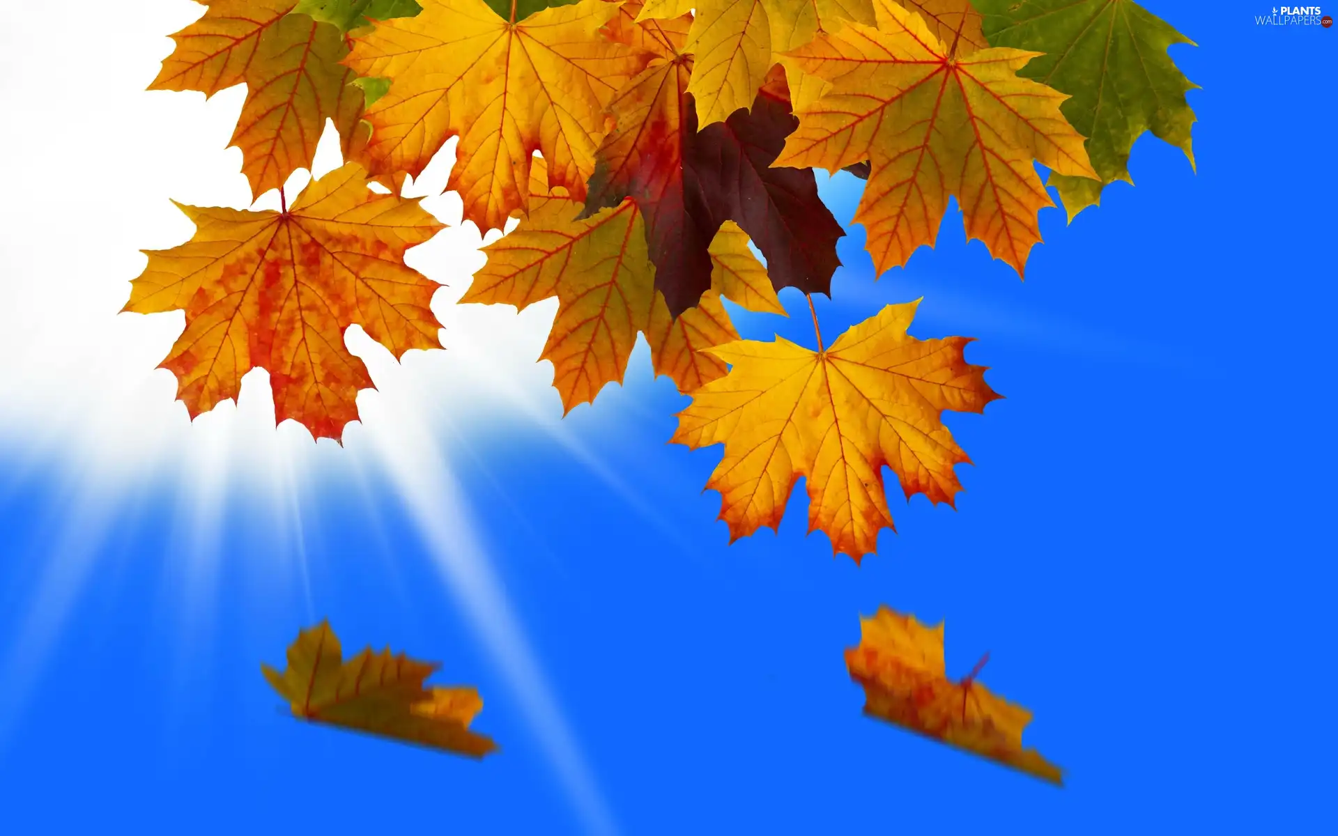 rays, Autumn, Leaf