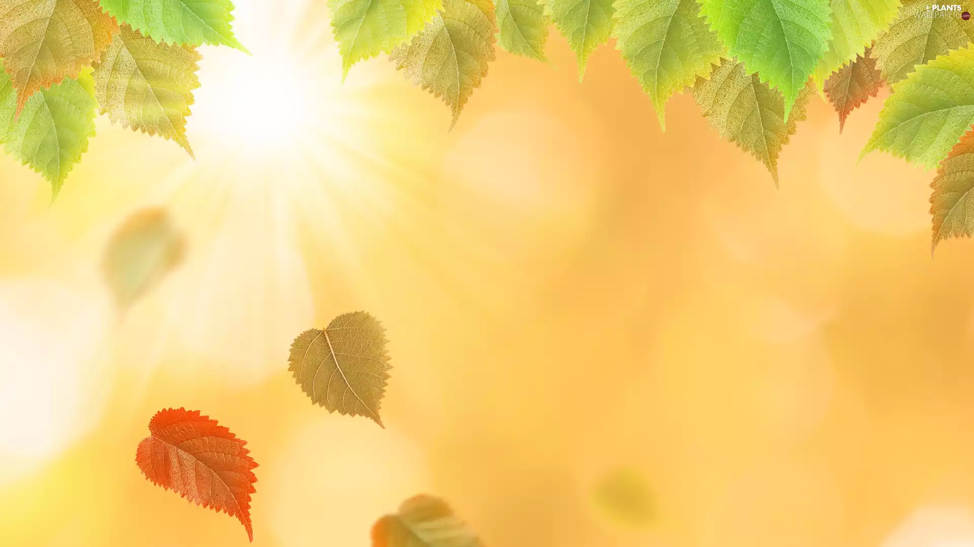 blurry background, Leaf, rays of the Sun