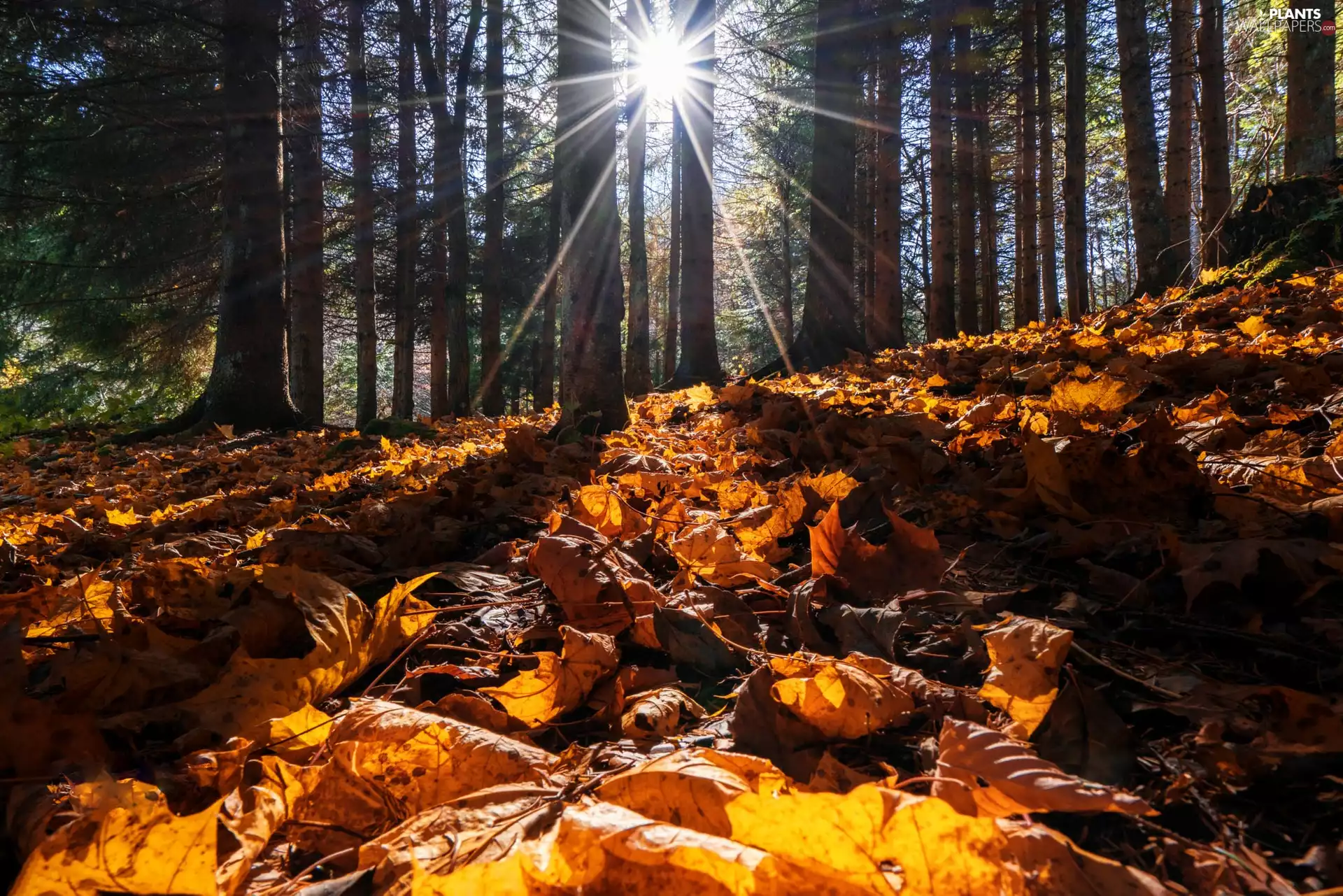 rays of the Sun, autumn, viewes, Leaf, trees, forest