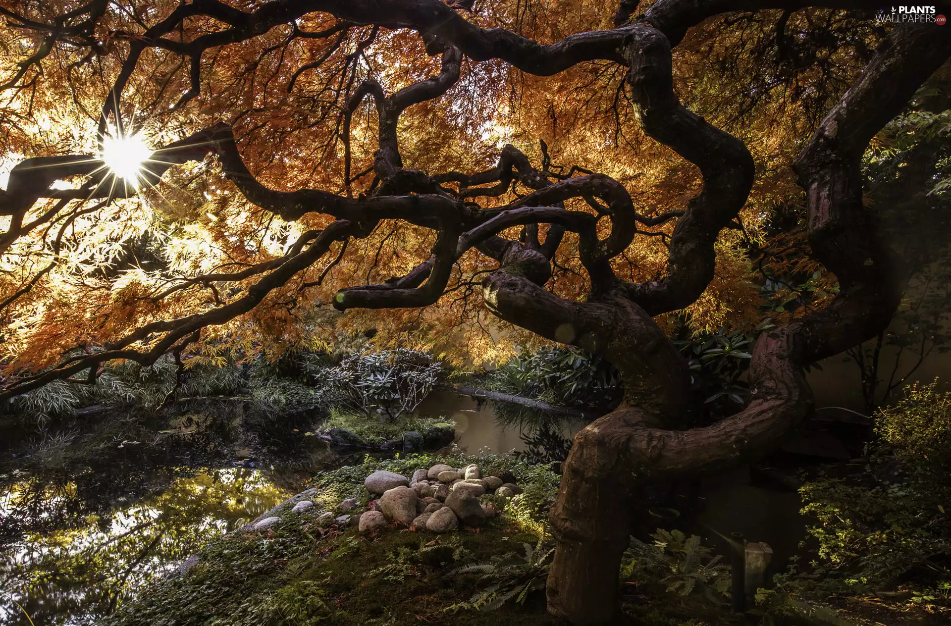 rays of the Sun, Stones, Japanese Maple, brook, trees