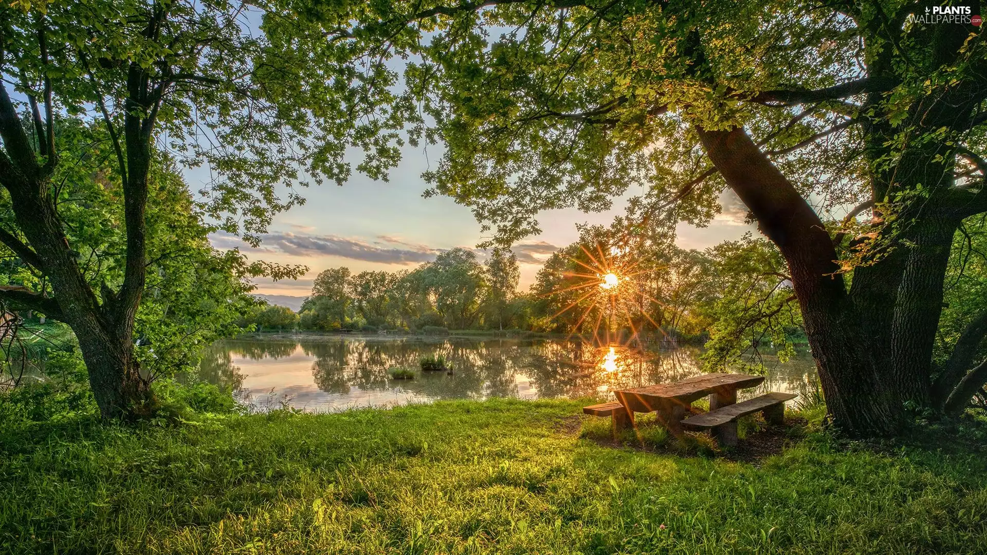 viewes, Park, Bench, trees, Pond - car, rays of the Sun, summer
