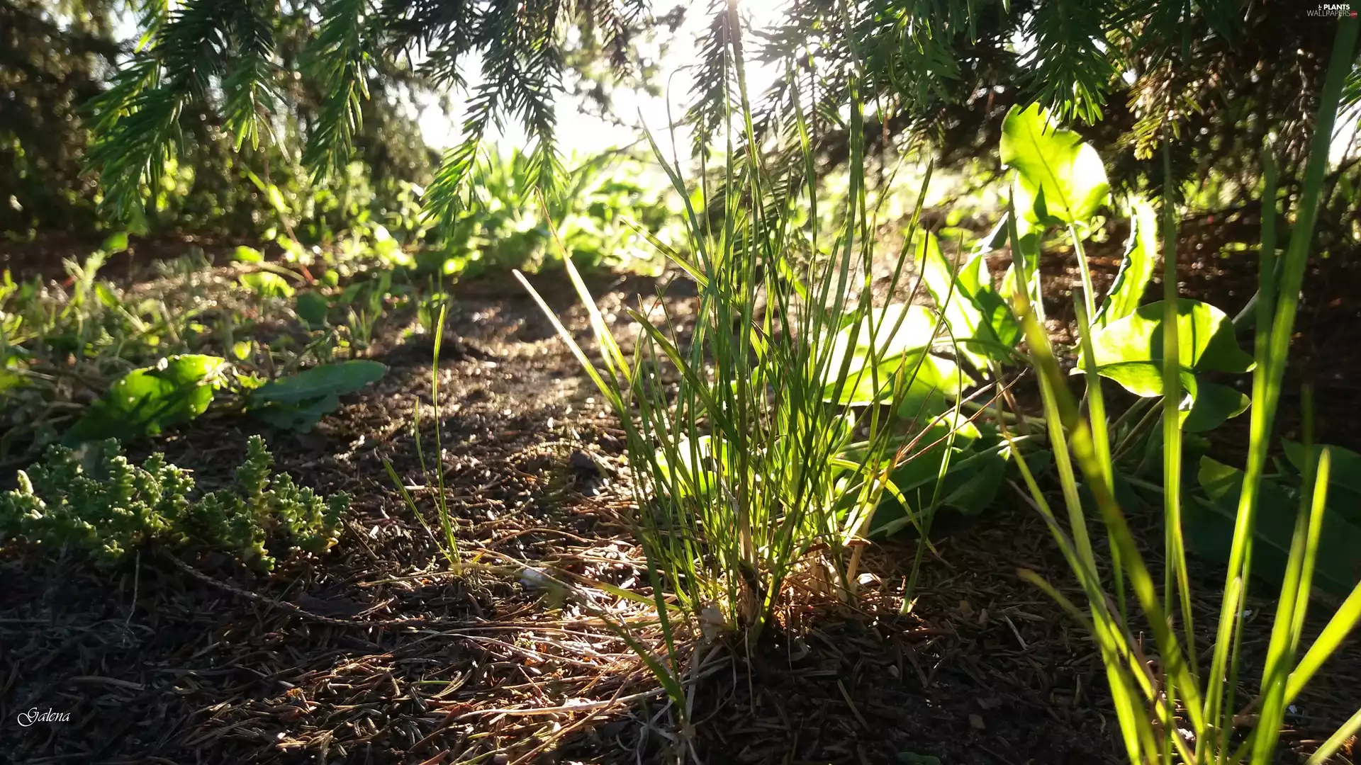 grass, rays of the Sun