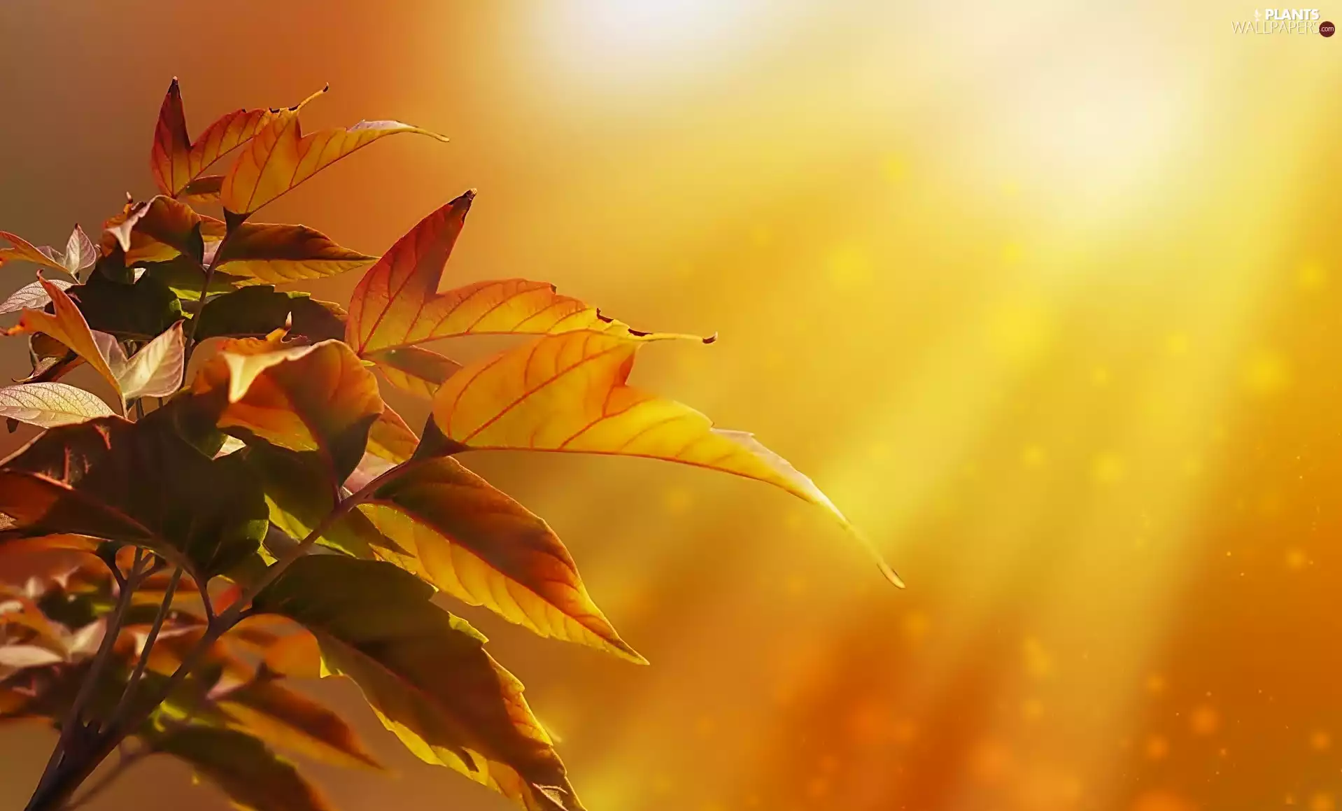 Leaf, rays of the Sun
