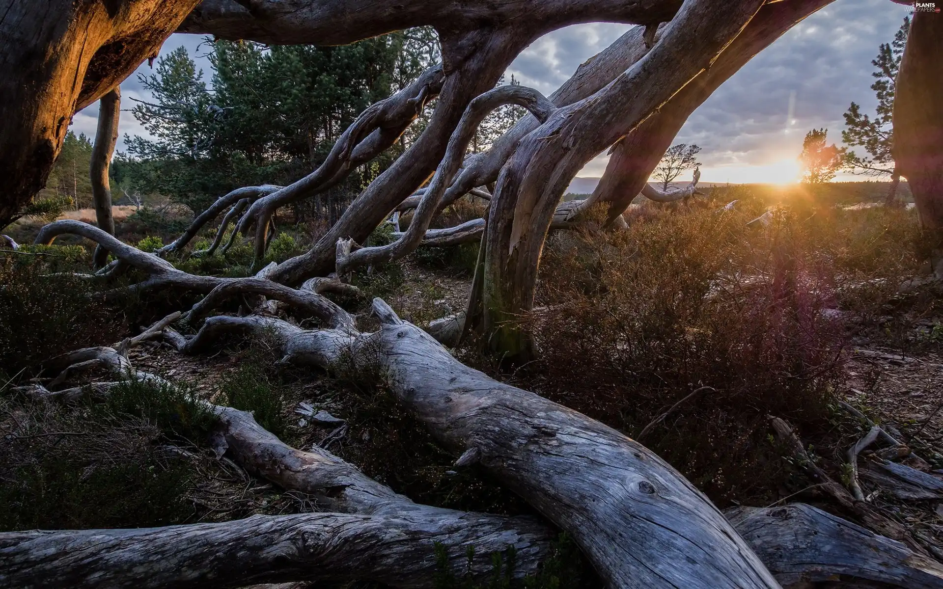 trees, rays of the Sun, grass, branch pics