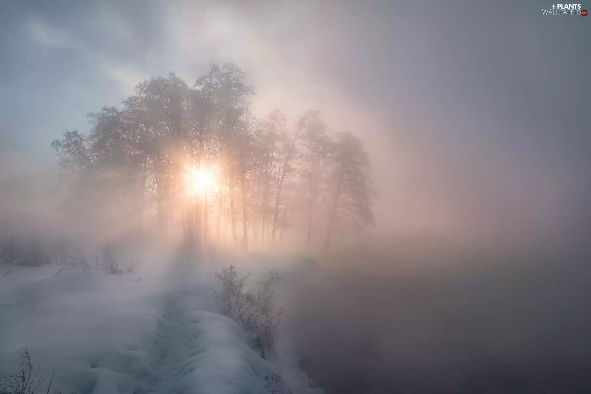 rays of the Sun, winter, viewes, River, trees, Fog