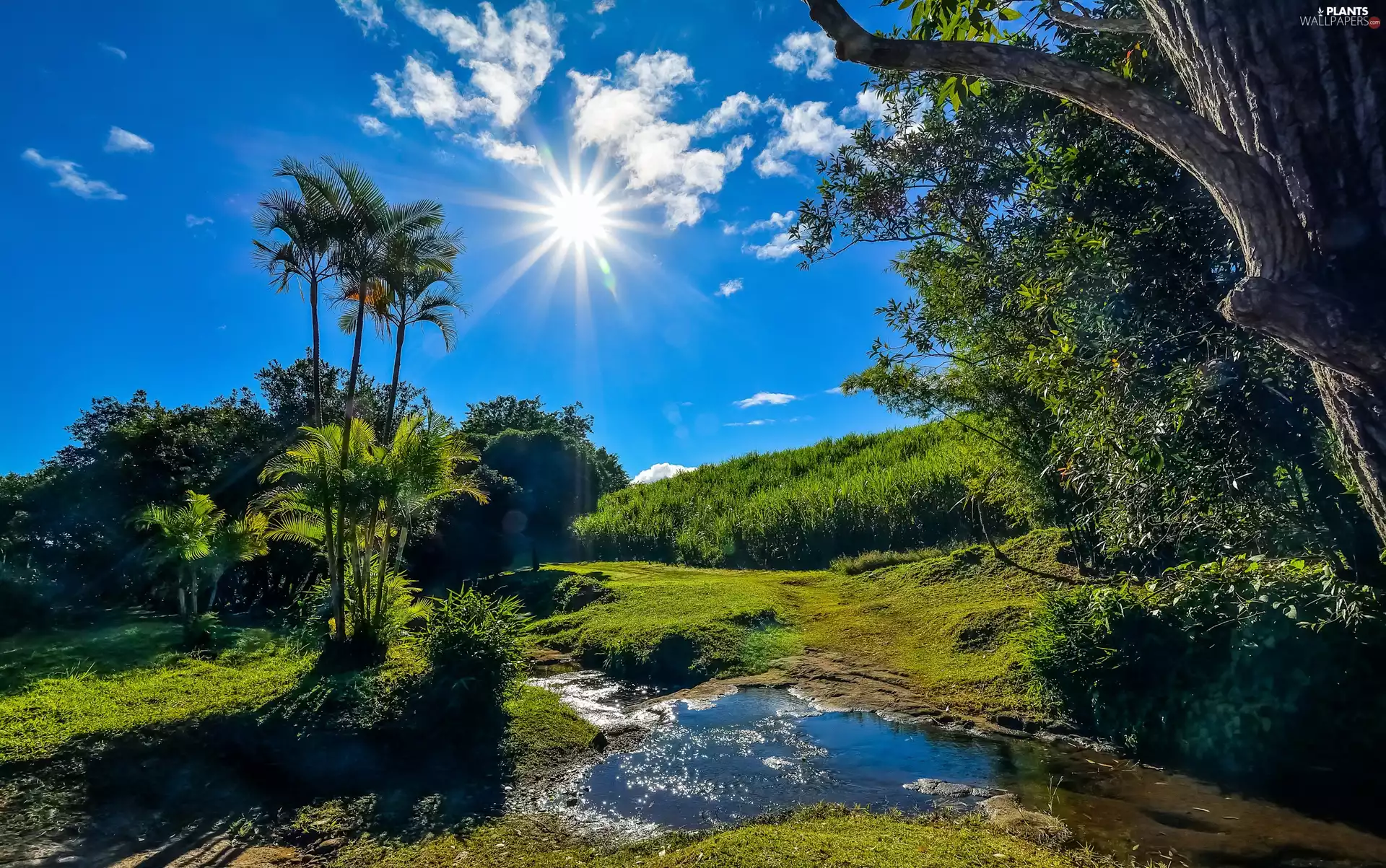 French, Africa, Reunion Island, Saint-Benoît, viewes, Bush, rays of the Sun, trees, stream