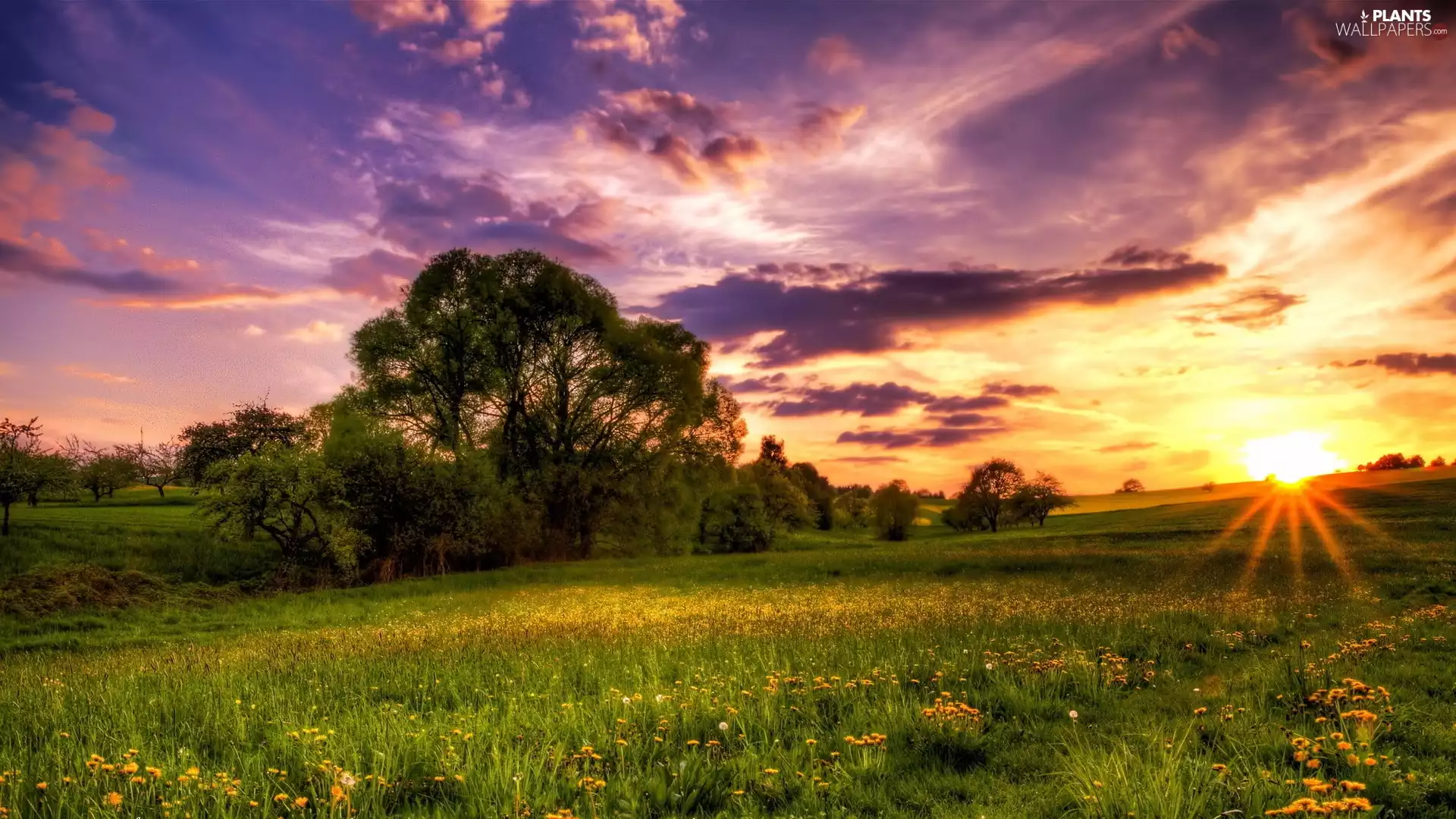 trees, viewes, Spring, clouds, sun, Flowers, medows, rays