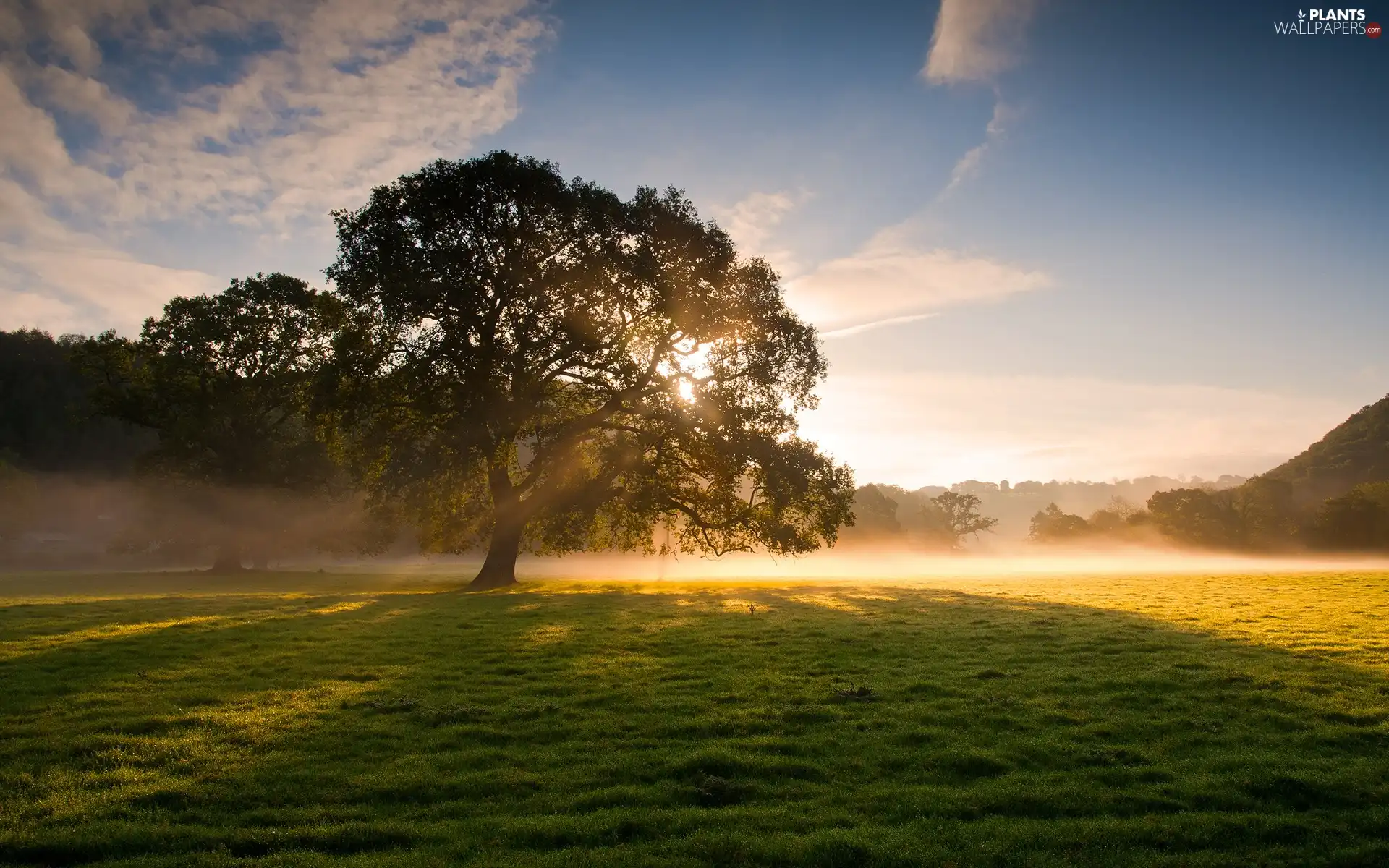 viewes, Meadow, rays, sun, Fog, trees