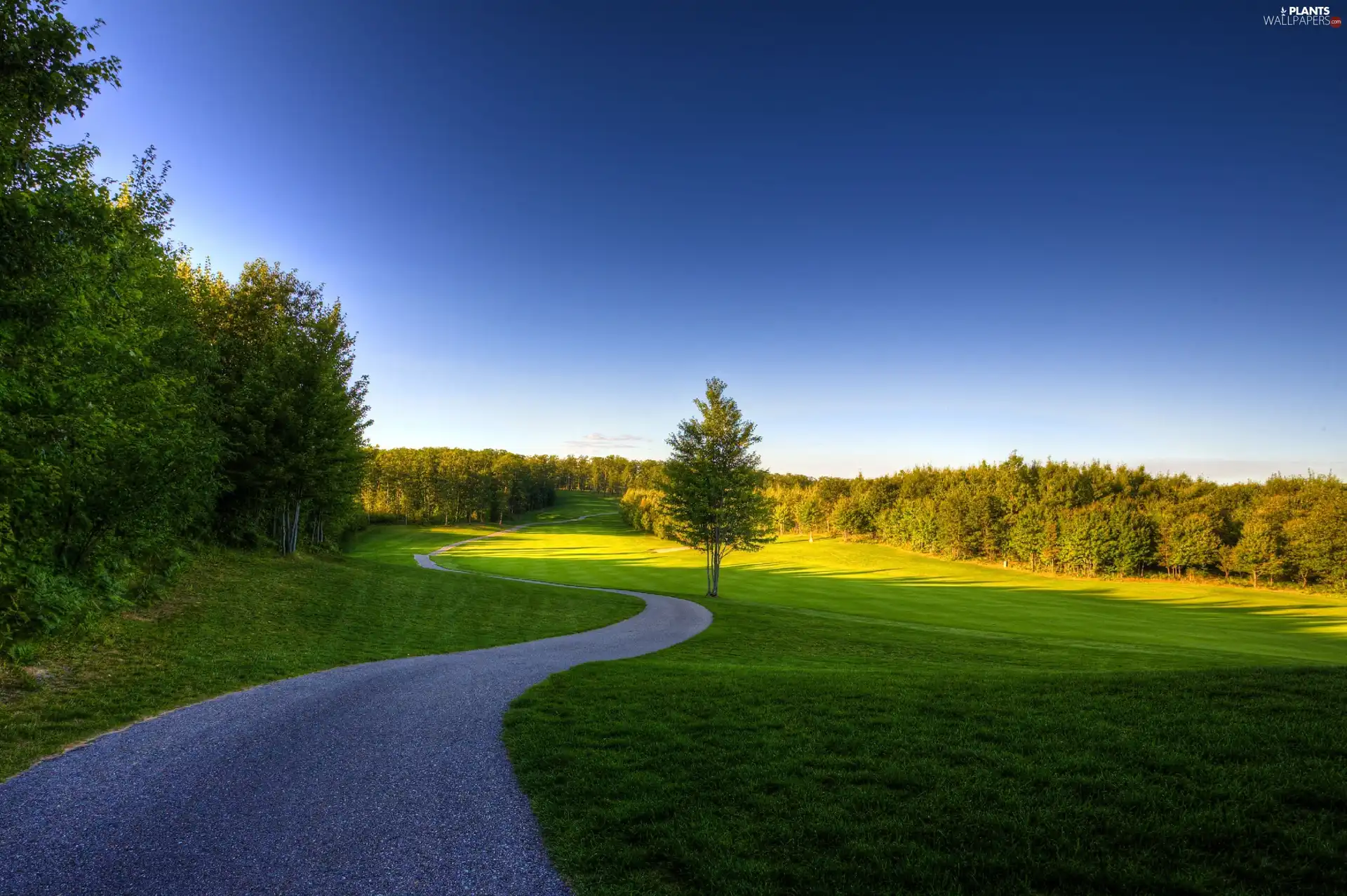 viewes, forest, rays, sun, grass, trees