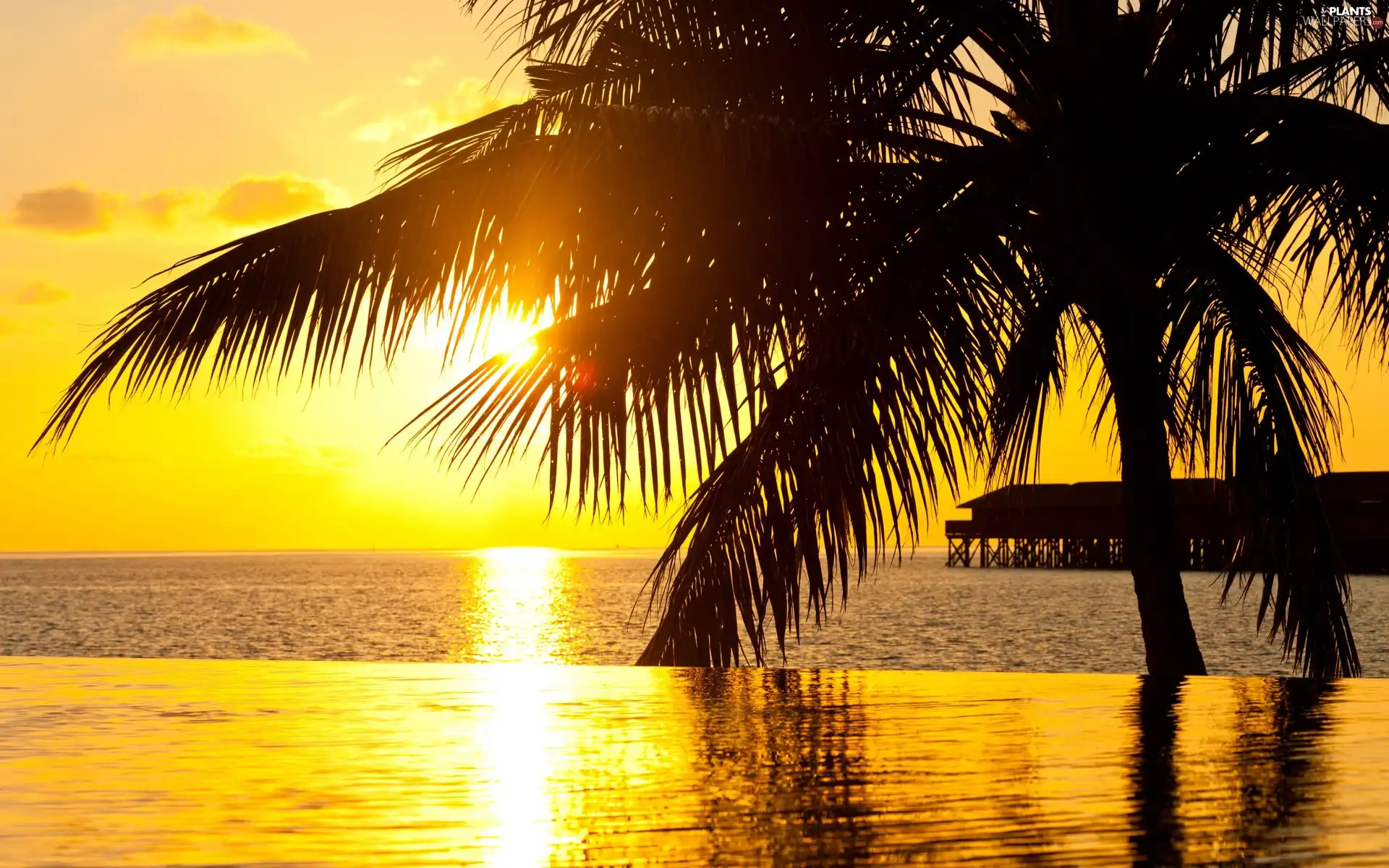 rays, sun, Palms, pier, sea