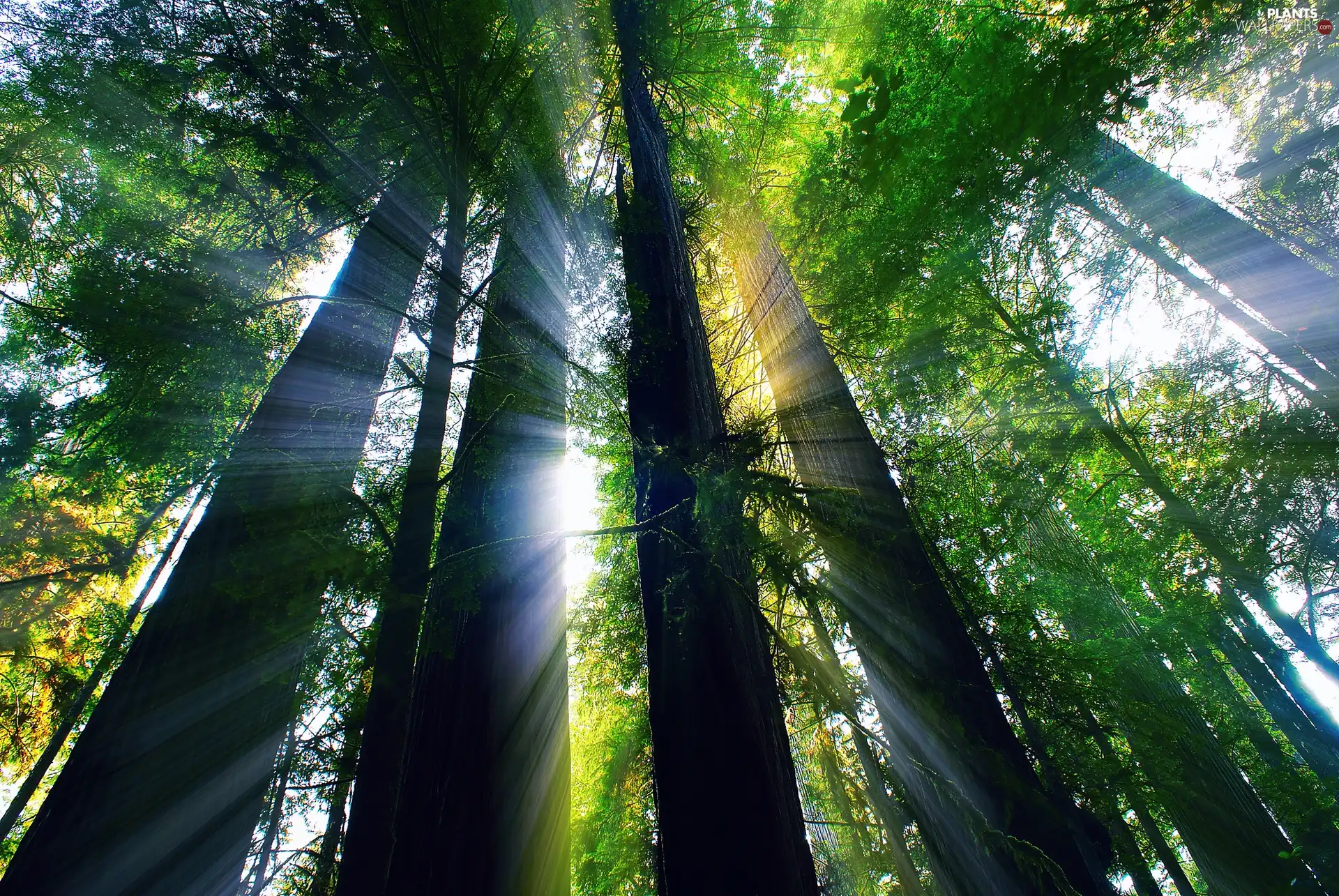 rays, sun, viewes, forest, trees