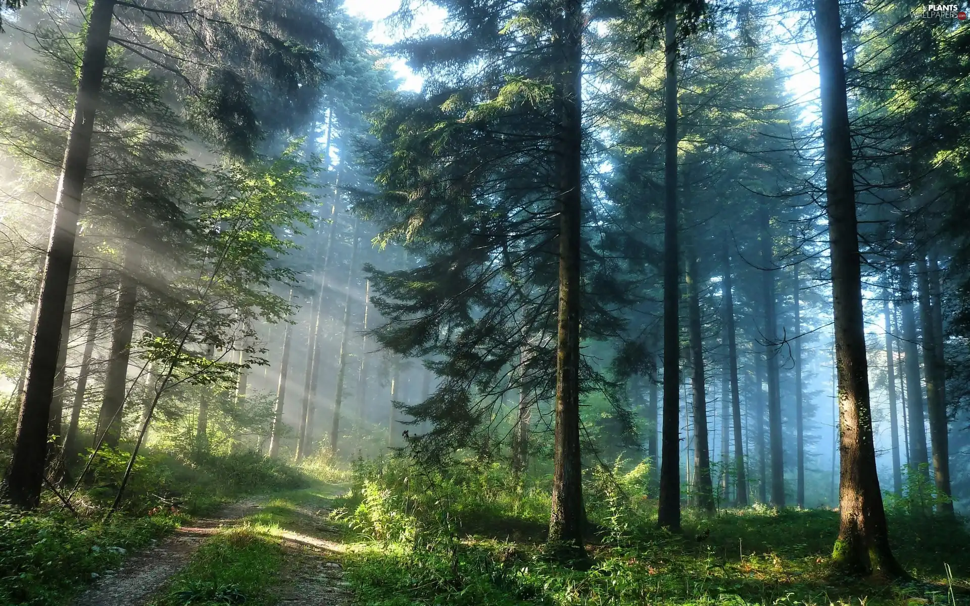trees, Way, rays, sun, viewes, forest