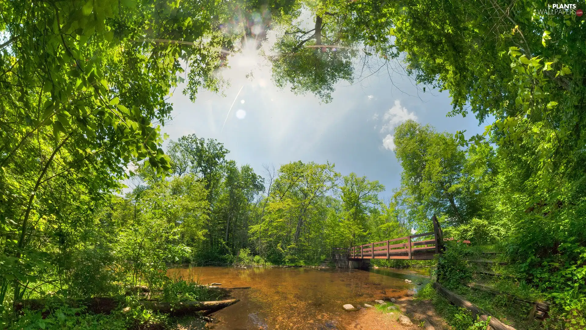 trees, River, rays, sunny, viewes, bridge