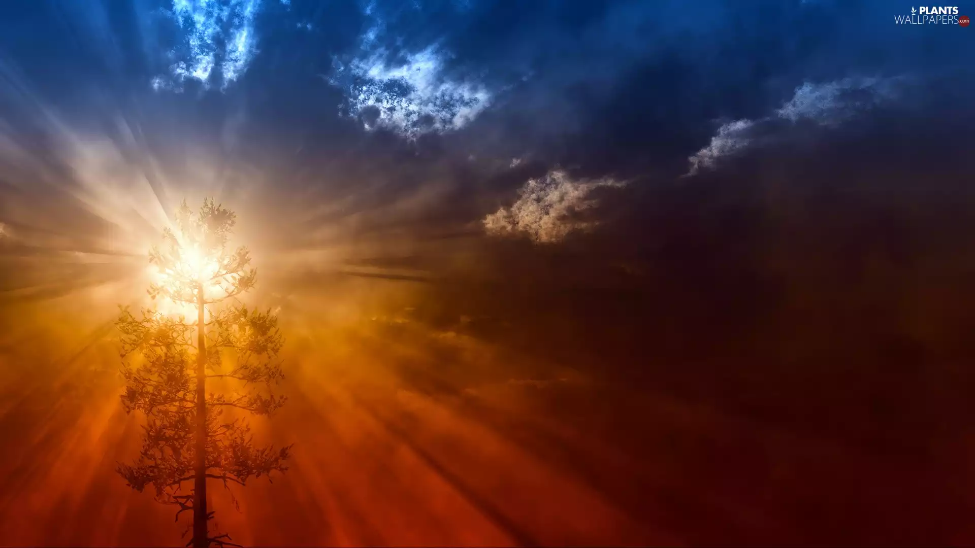 trees, Great Sunsets, rays