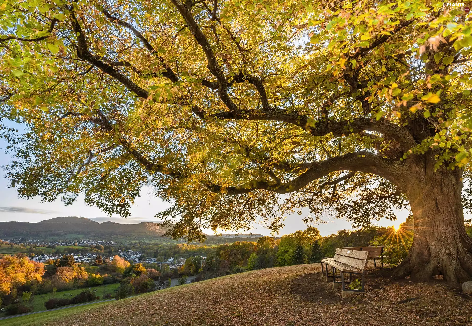 rays of the Sun, trees, View, The Hills, Valley, Bench