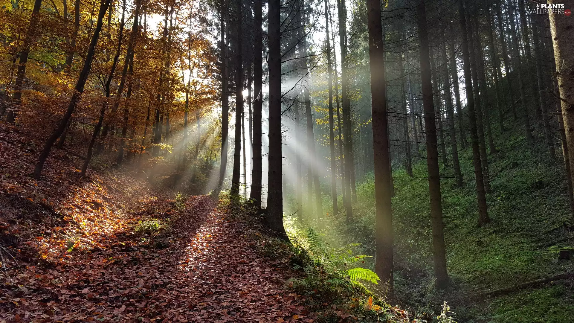 fallen, trees, forest, rays of the Sun, Way, autumn, viewes, Fog, Leaf, Path
