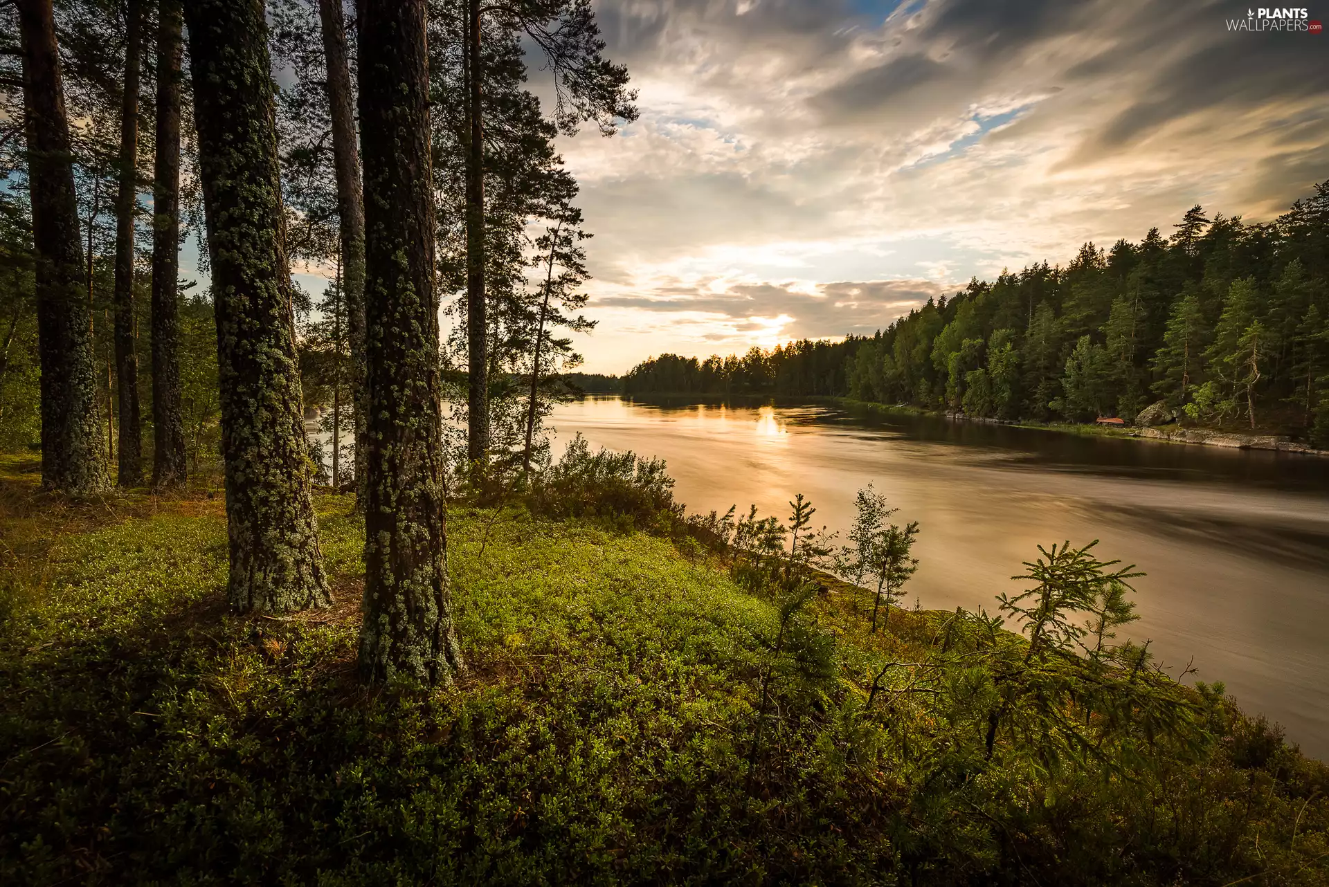 rays of the Sun, River, trees, viewes, forest, clouds