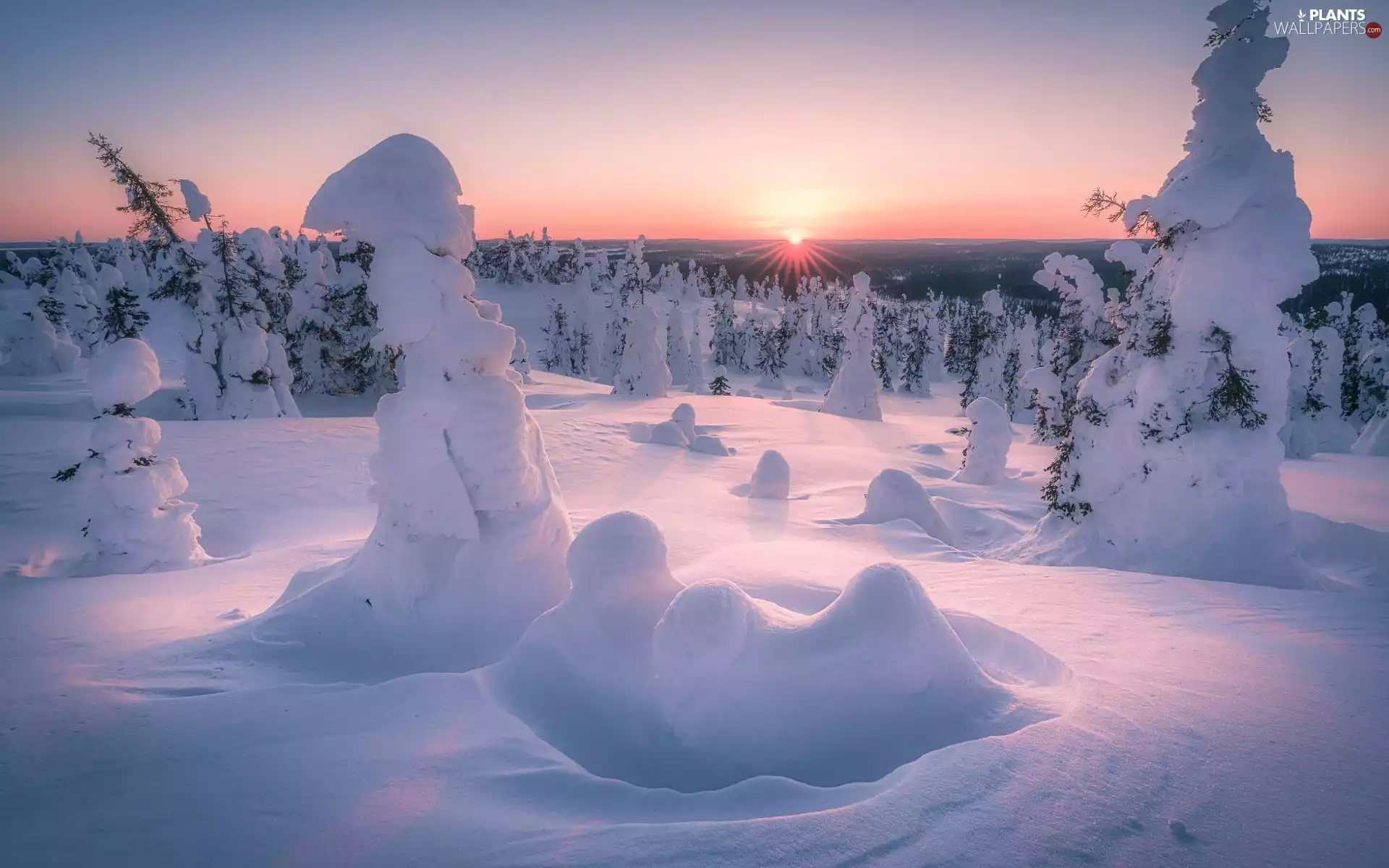 rays of the Sun, winter, trees, viewes, Snowy, snow