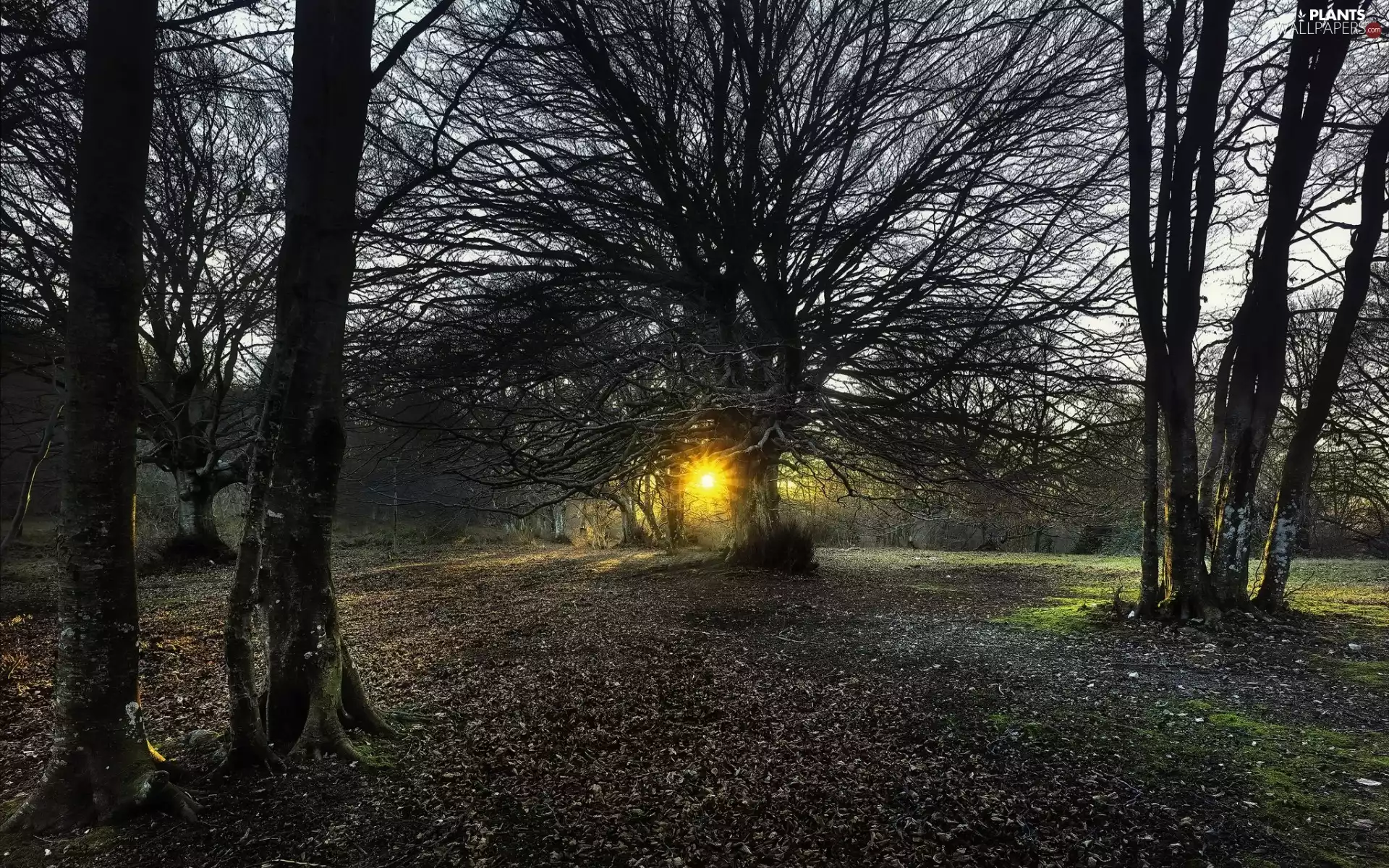 forest, trees, viewes, rays of the Sun