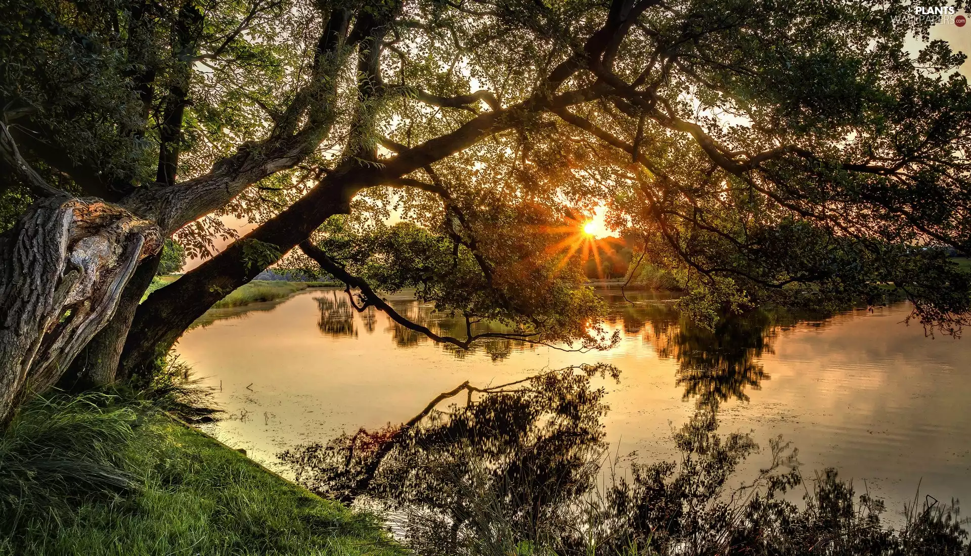 River, trees, viewes, rays of the Sun
