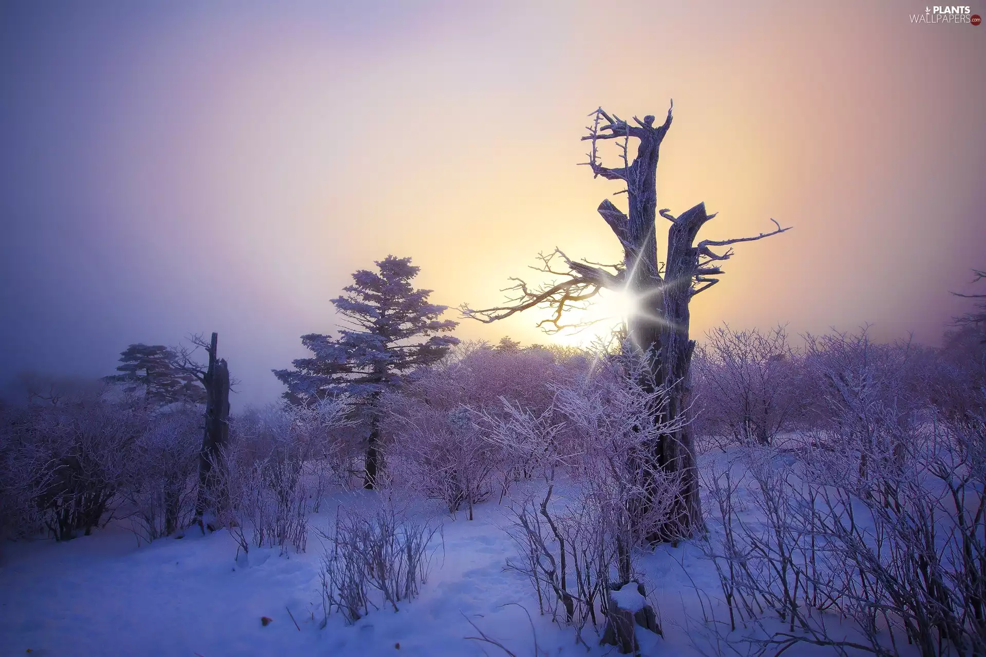 winter, trees, viewes, rays of the Sun