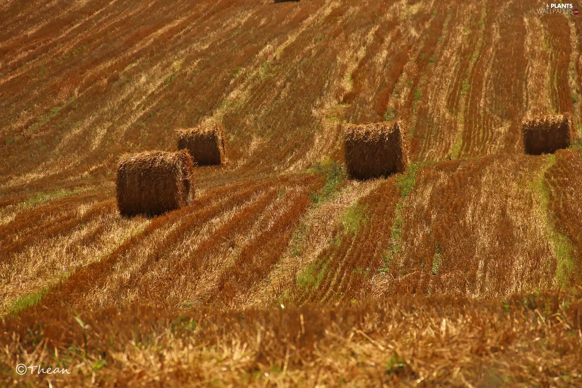 Field, corn, summer, Reaped