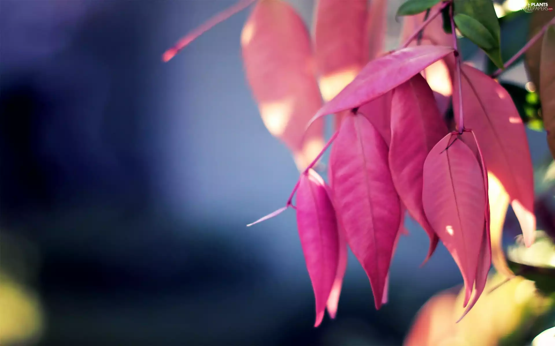 autumn, Leaf, blur, Red