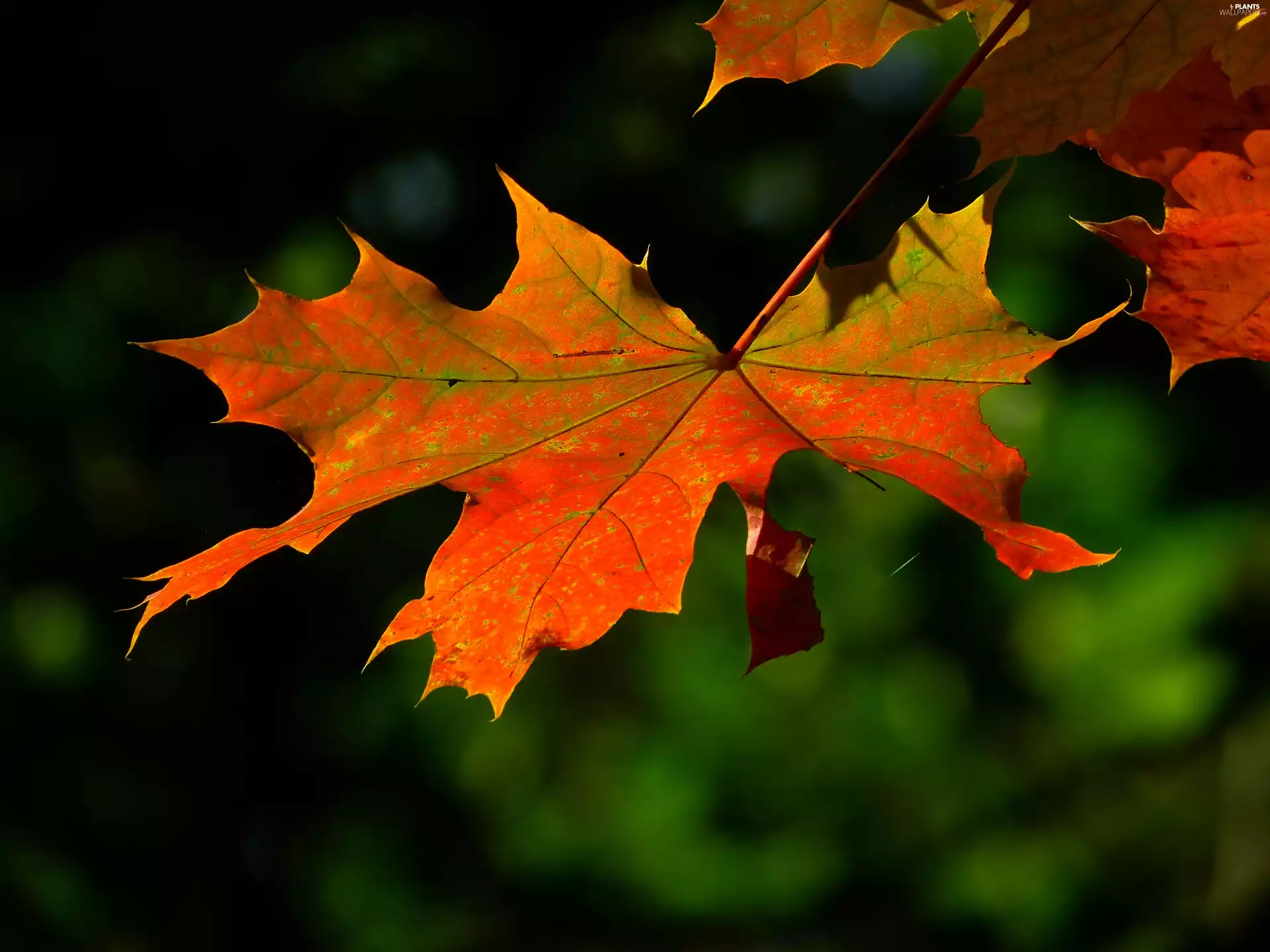 autumn, leaf, maple, Red