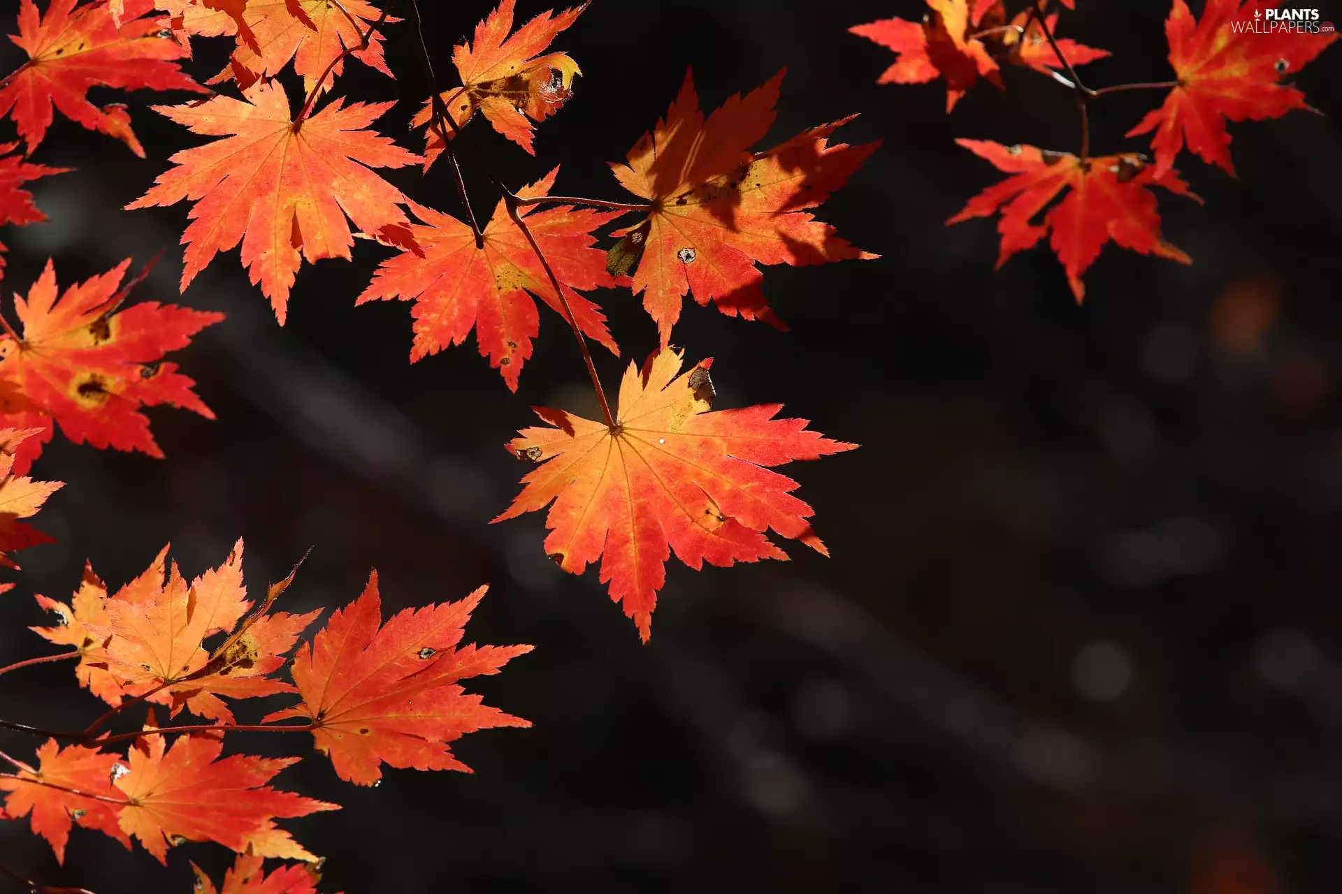 Autumn, Leaf, maple, Red