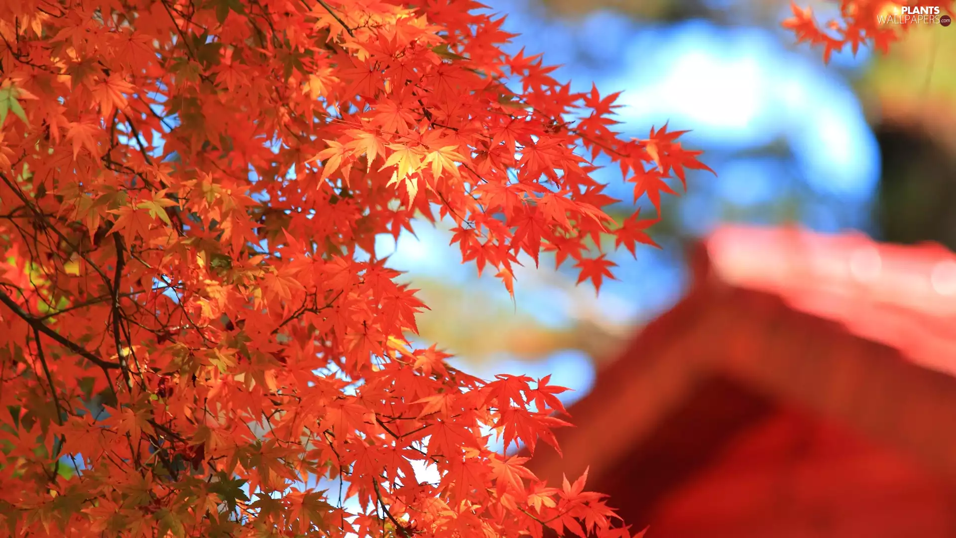 autumn, Leaf, maple, Red