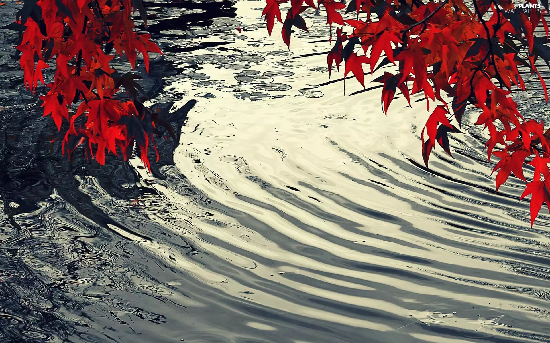 autumn, Leaf, River, Red