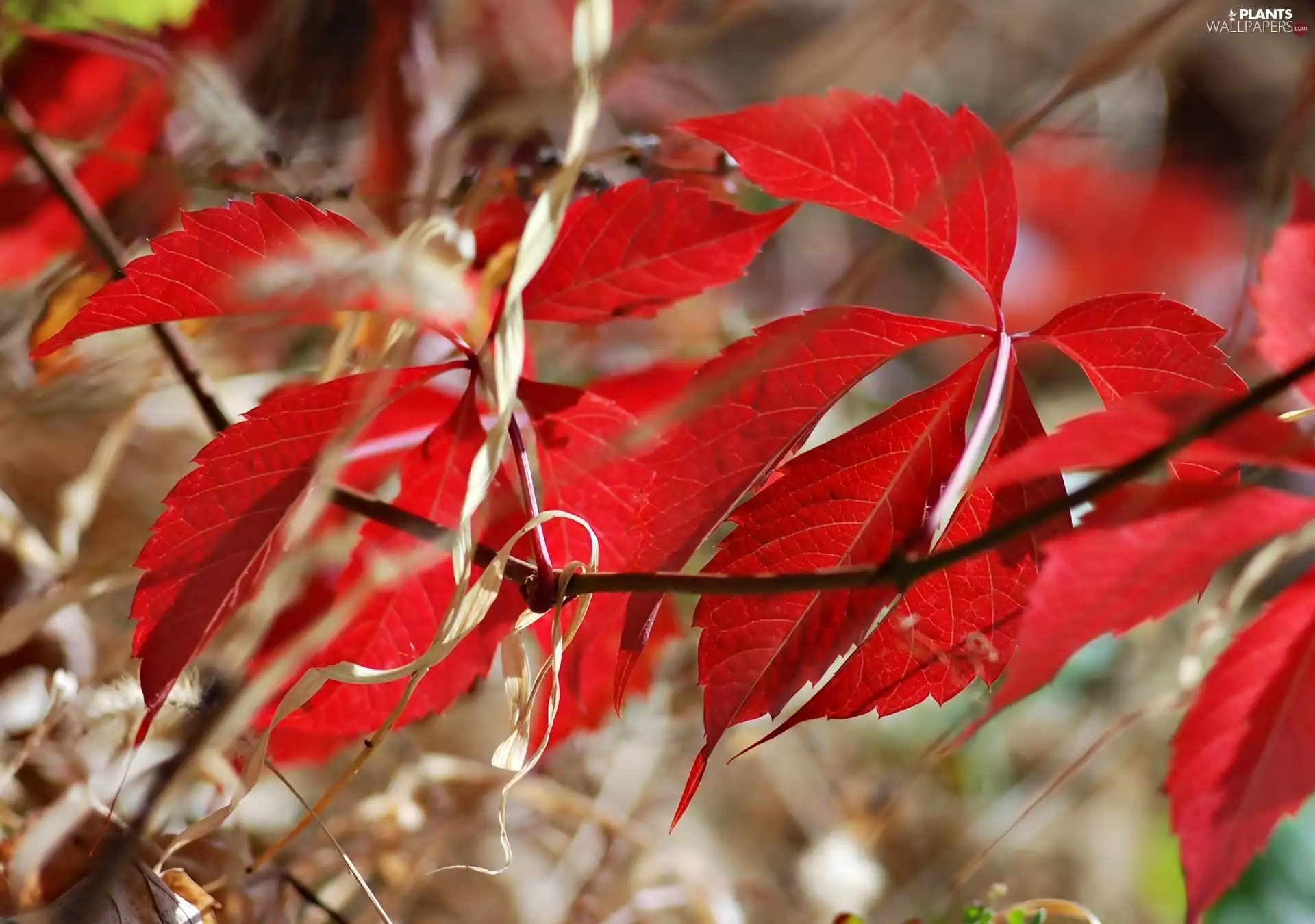 Autumn, Leaf, Twigs, Red