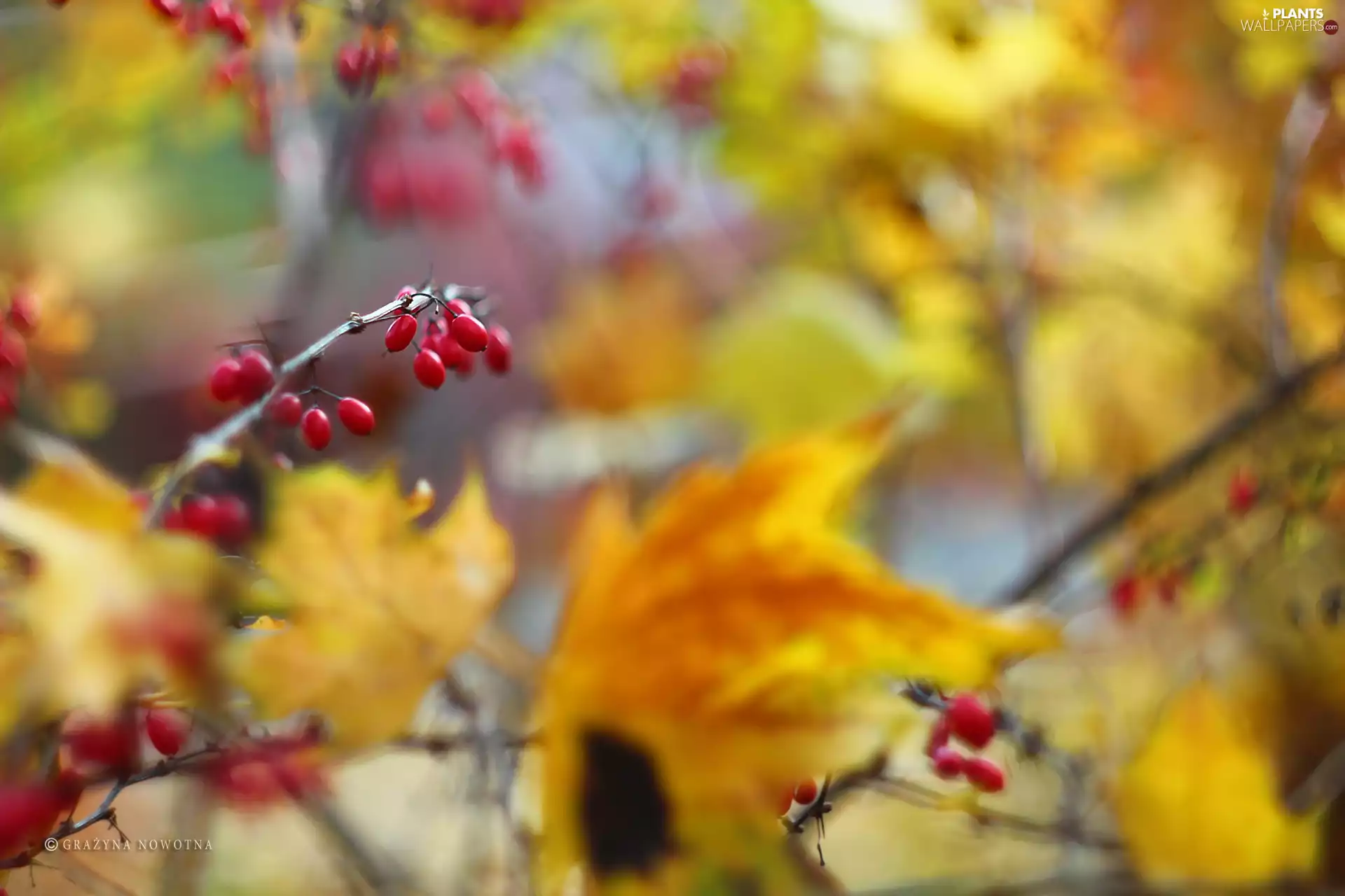 barberry, blueberries, Bush, Red