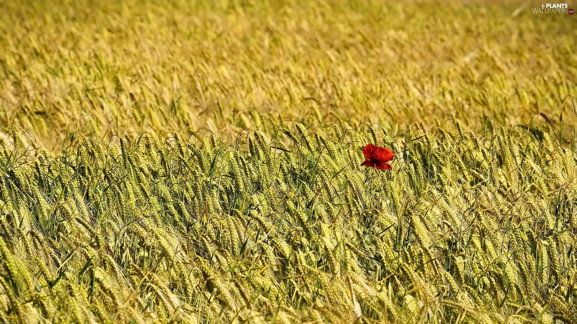 corn, Colourfull Flowers, red weed, barley
