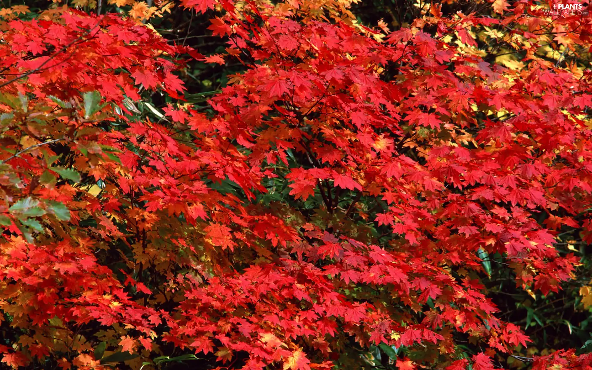Leaf, branch pics, Red