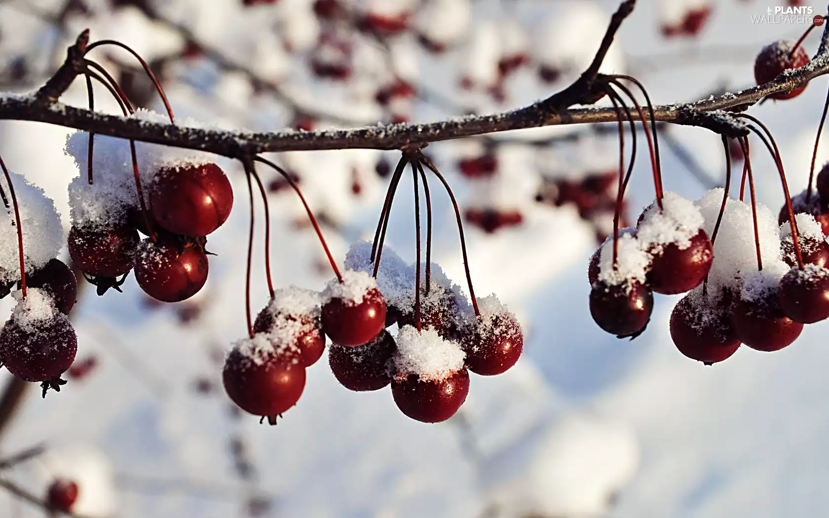 branch, blueberries, snow, Red