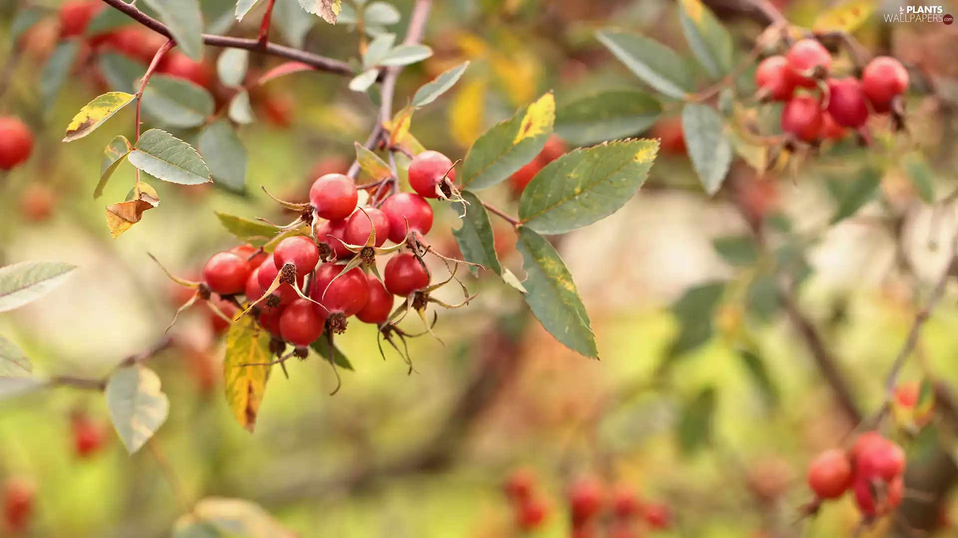 Briar, Fruits, Bush, Red
