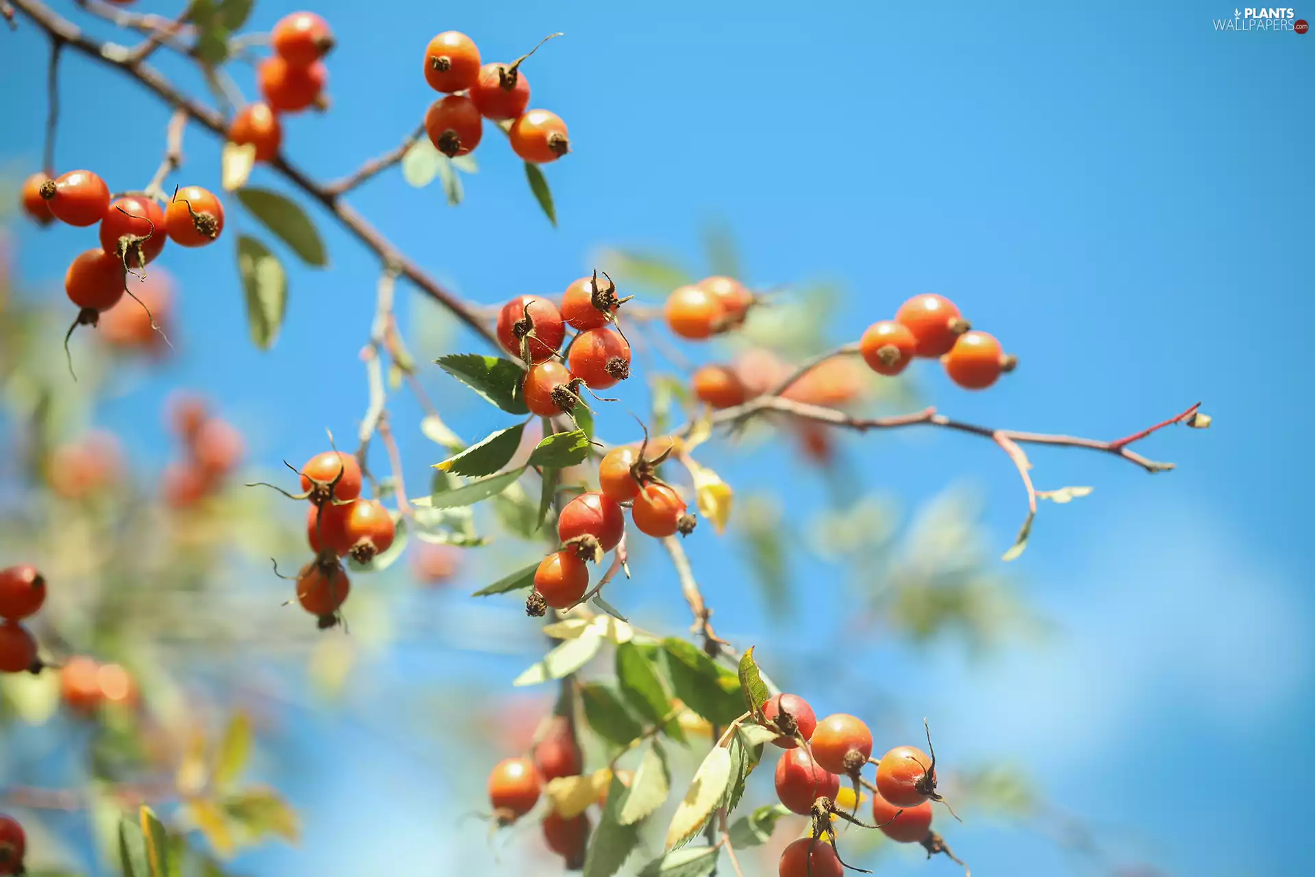 Briar, Fruits, twig, Red