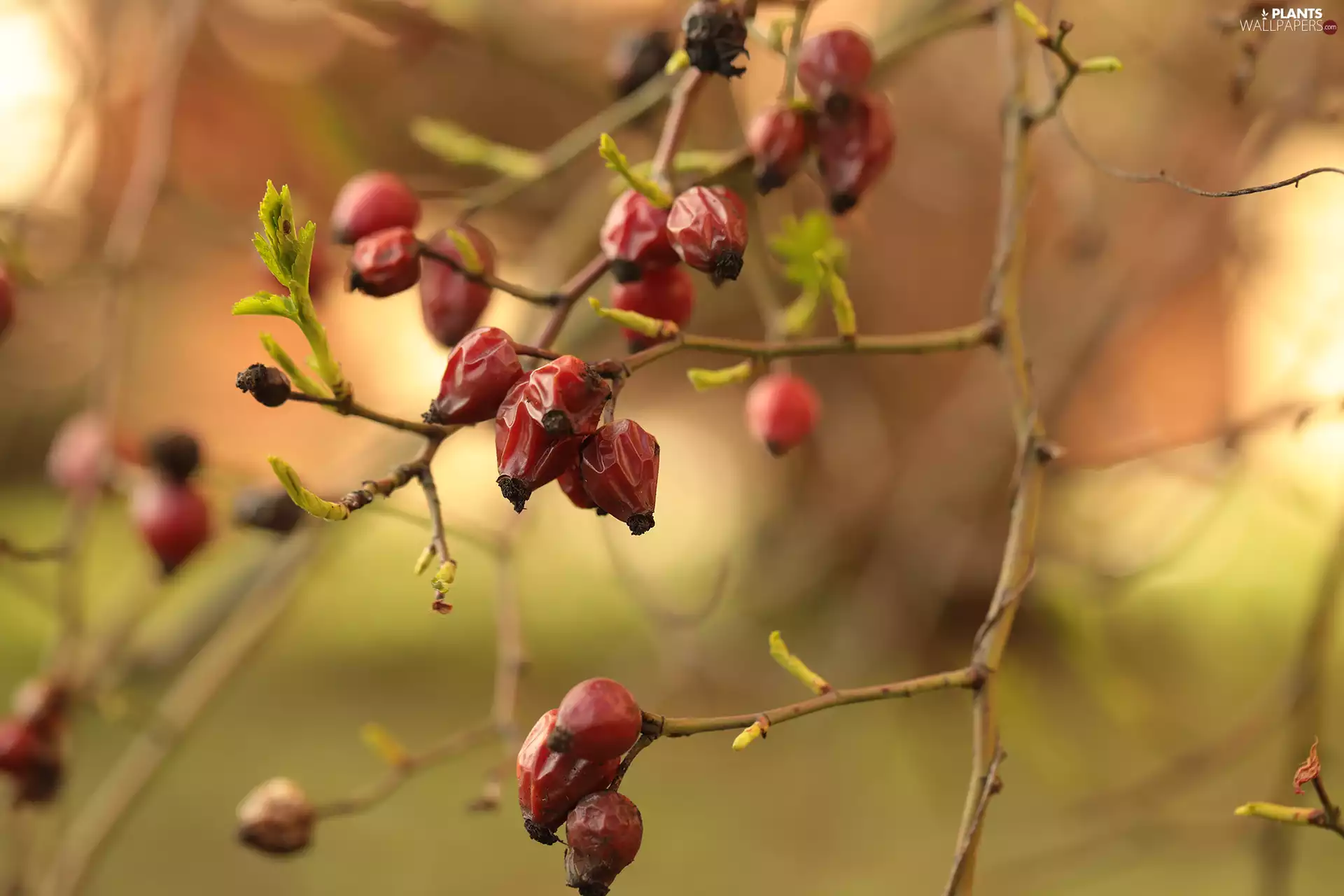 Briar, Fruits, Twigs, Red