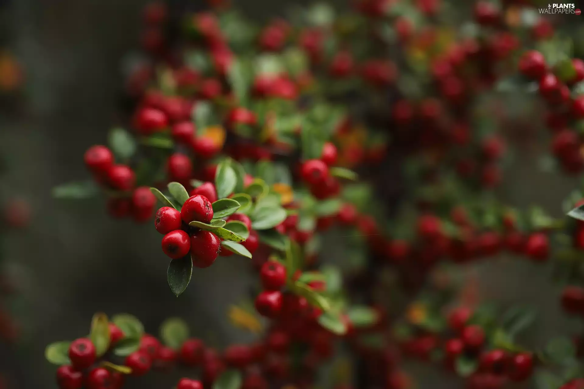 Bush, Fruits, cotoneaster, Red