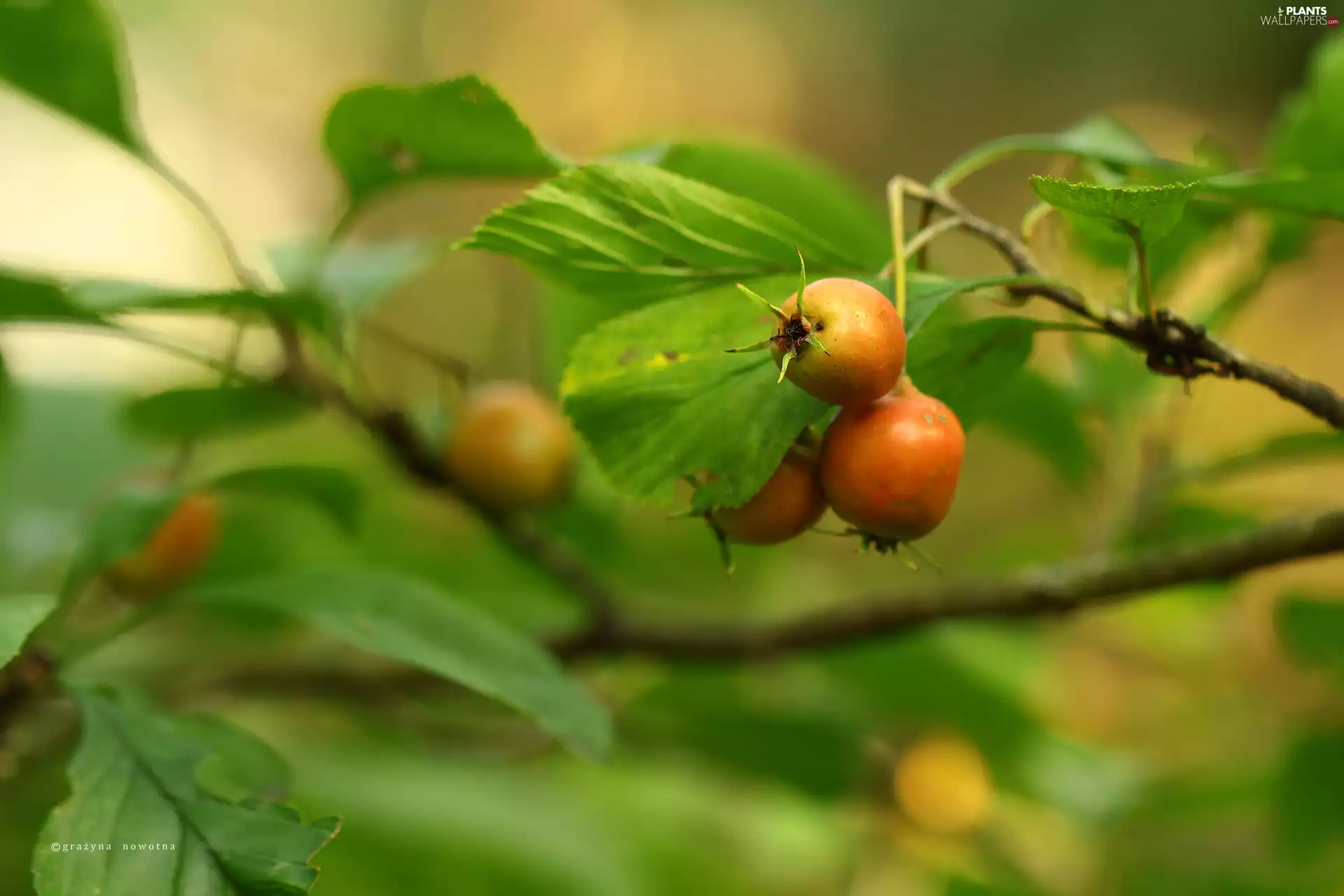 Bush, Fruits, Leaf, Red