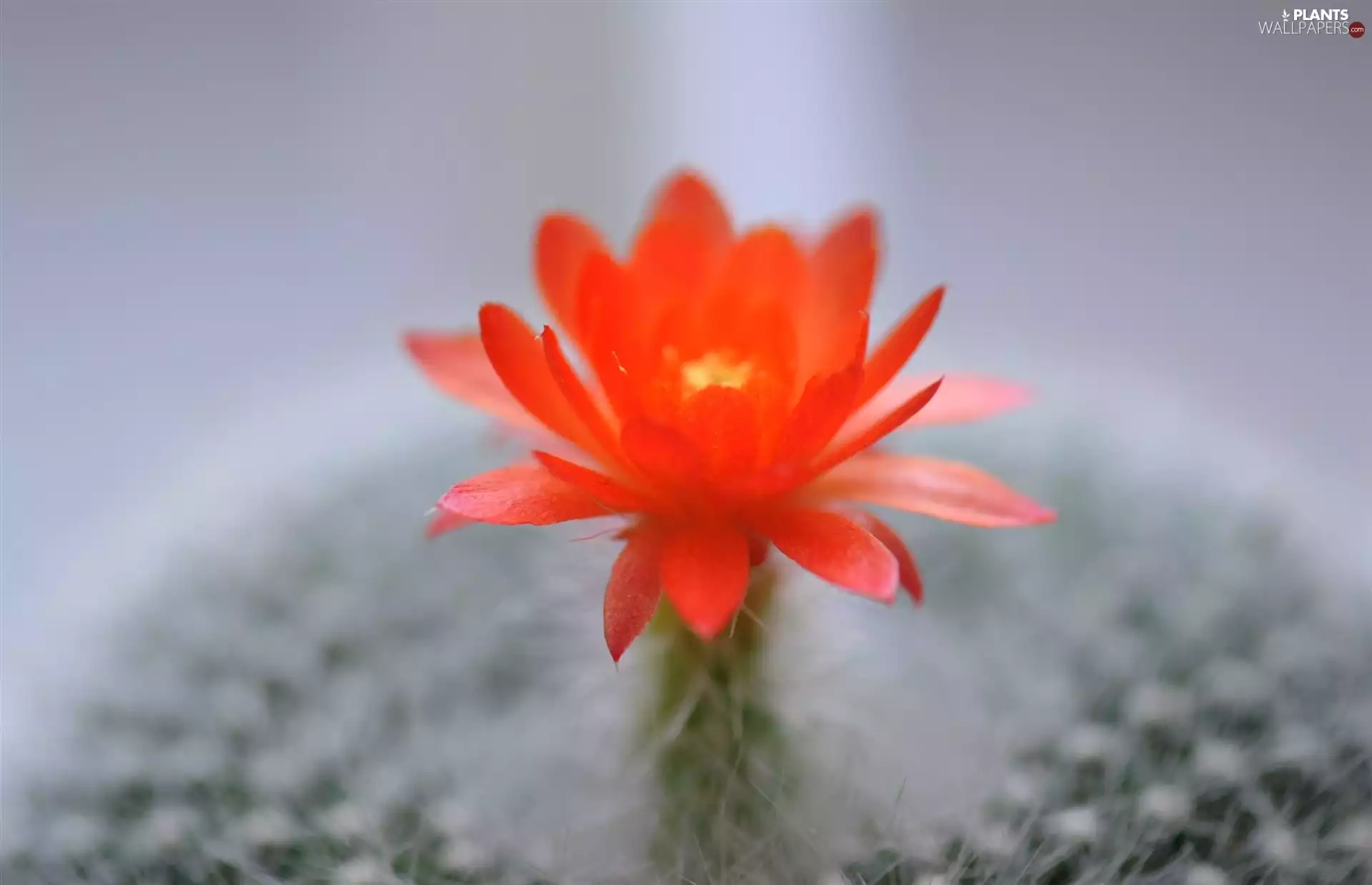 rapprochement, Red, Cactus, Colourfull Flowers