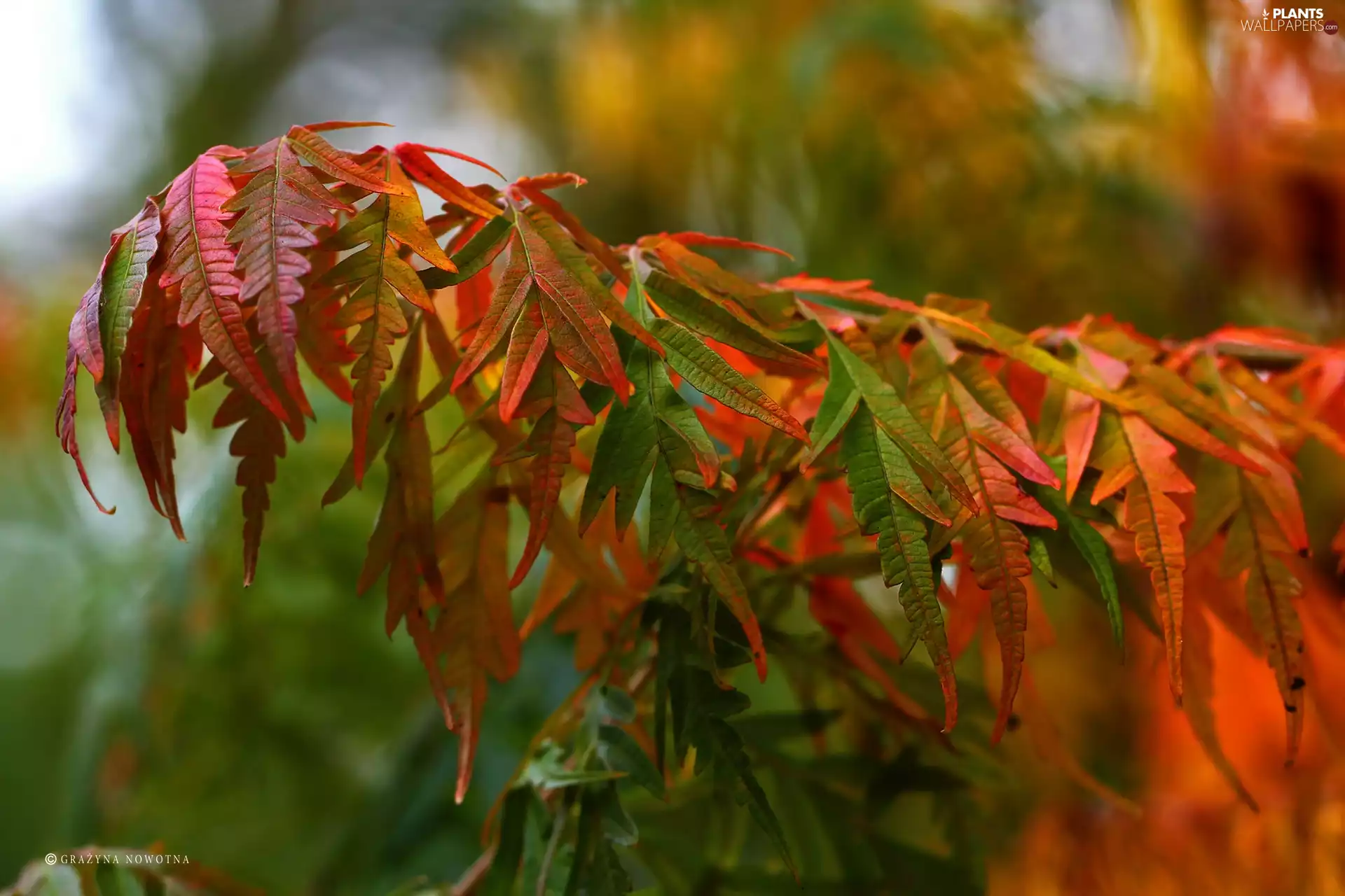 color, Leaf, Autumn, Red