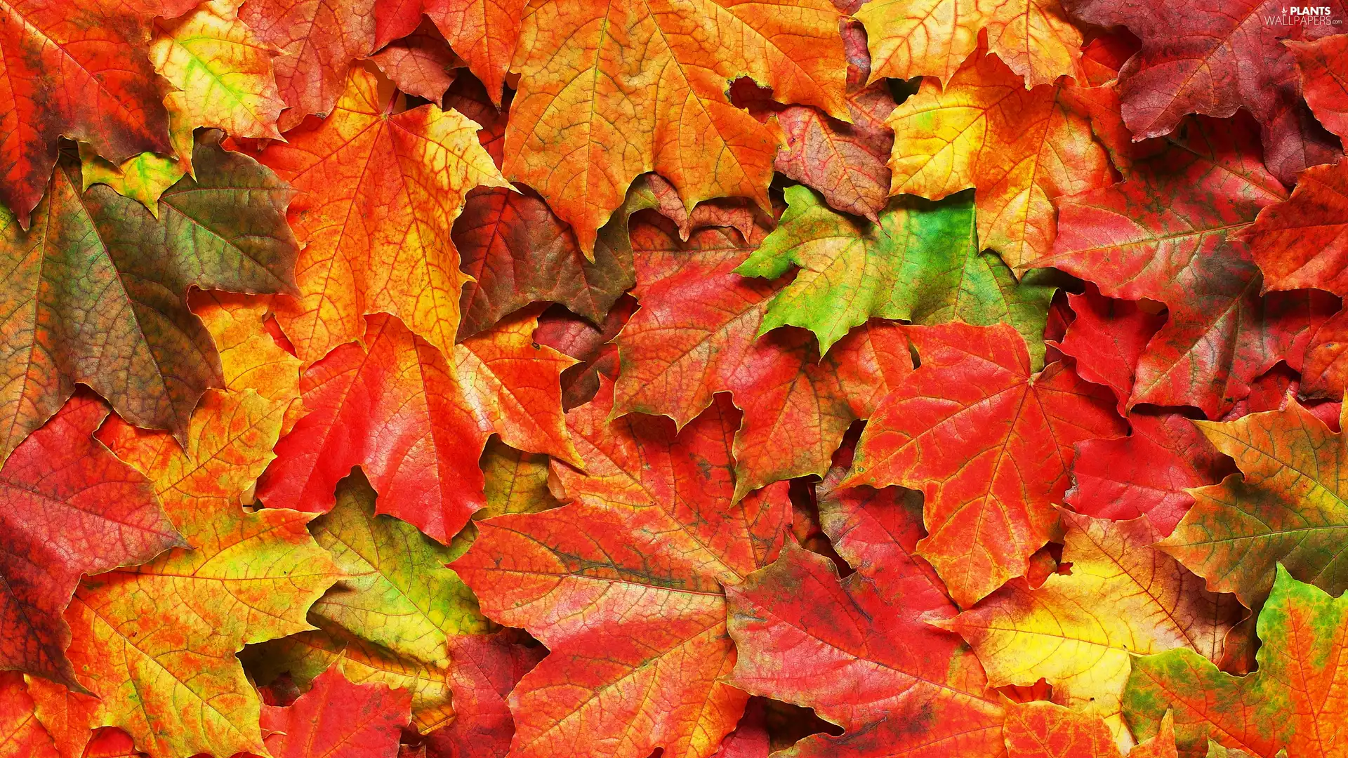 color, Leaf, maple, Red