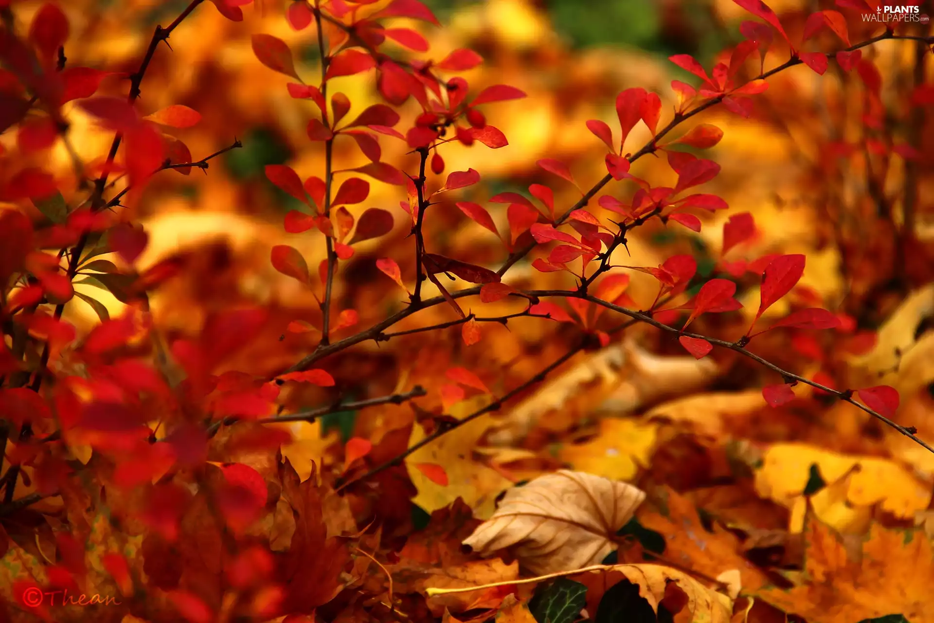 dry, Leaf, Bush, Red