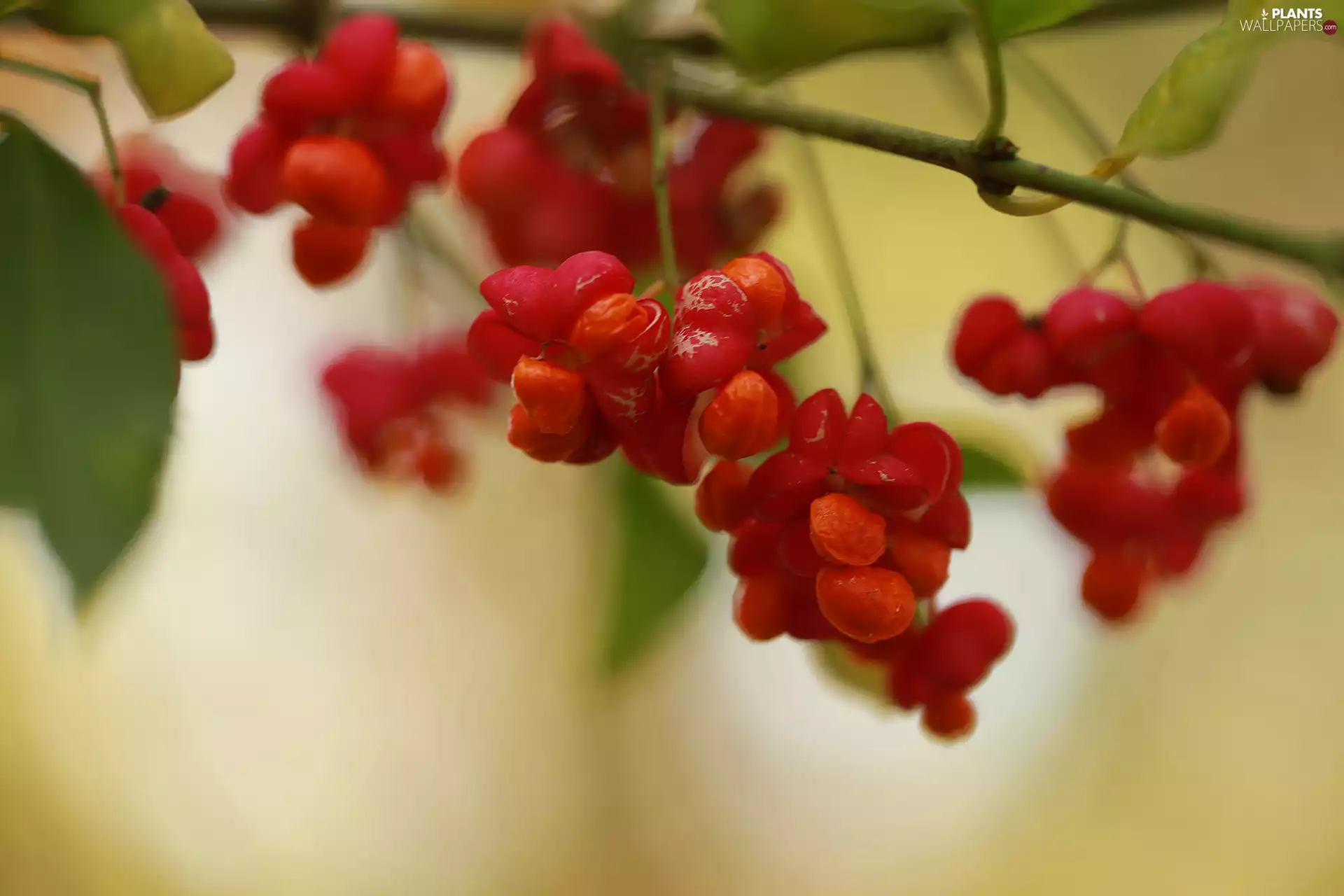 Euonymus, Fruits, Bush, Red