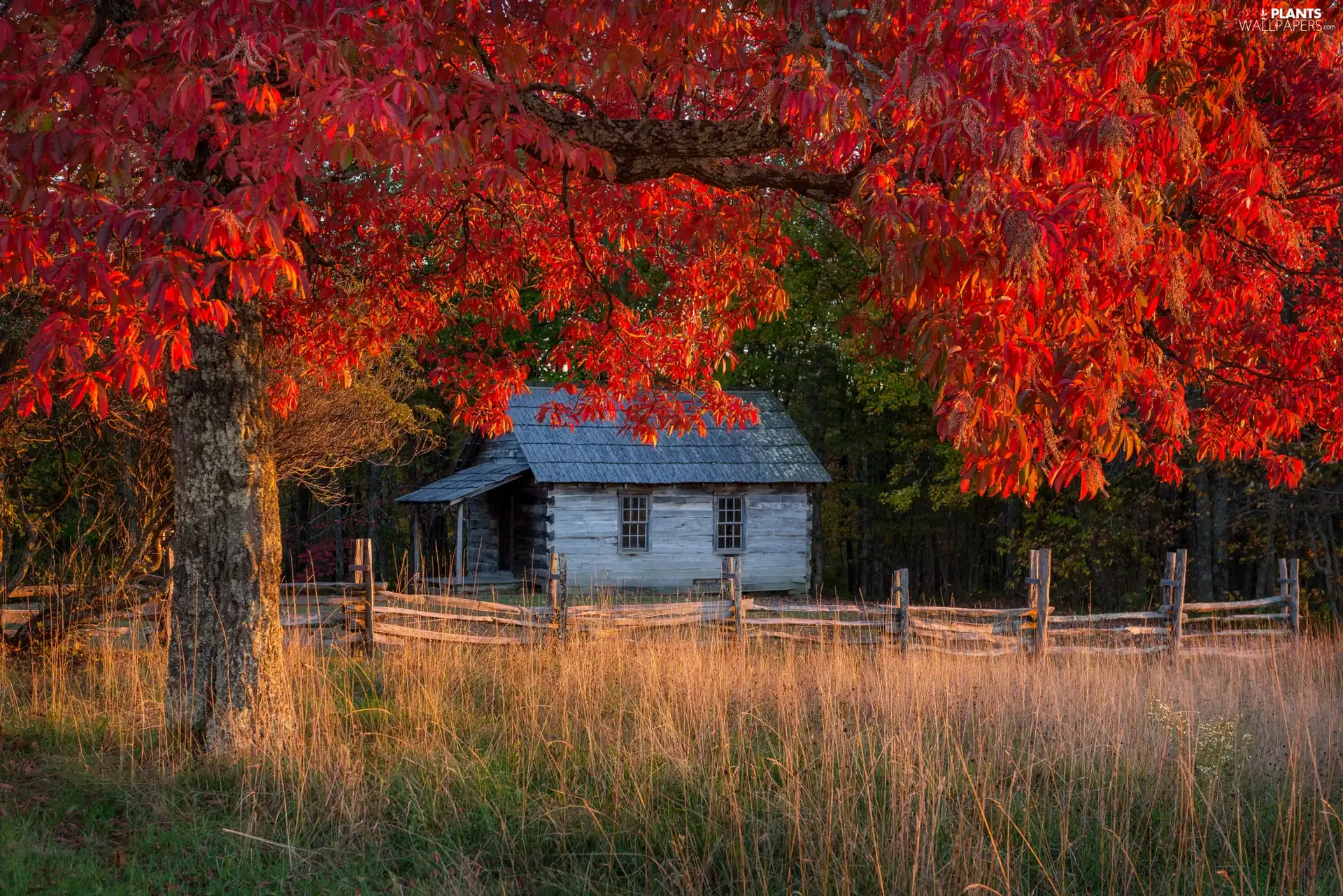 Leaf, trees, Fance, Red, autumn, Home, grass