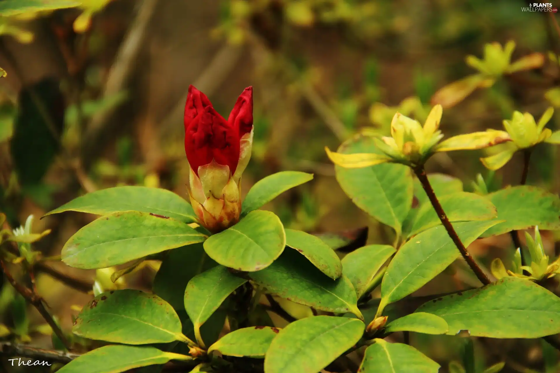 rhododendron, Red, Colourfull Flowers, Bush